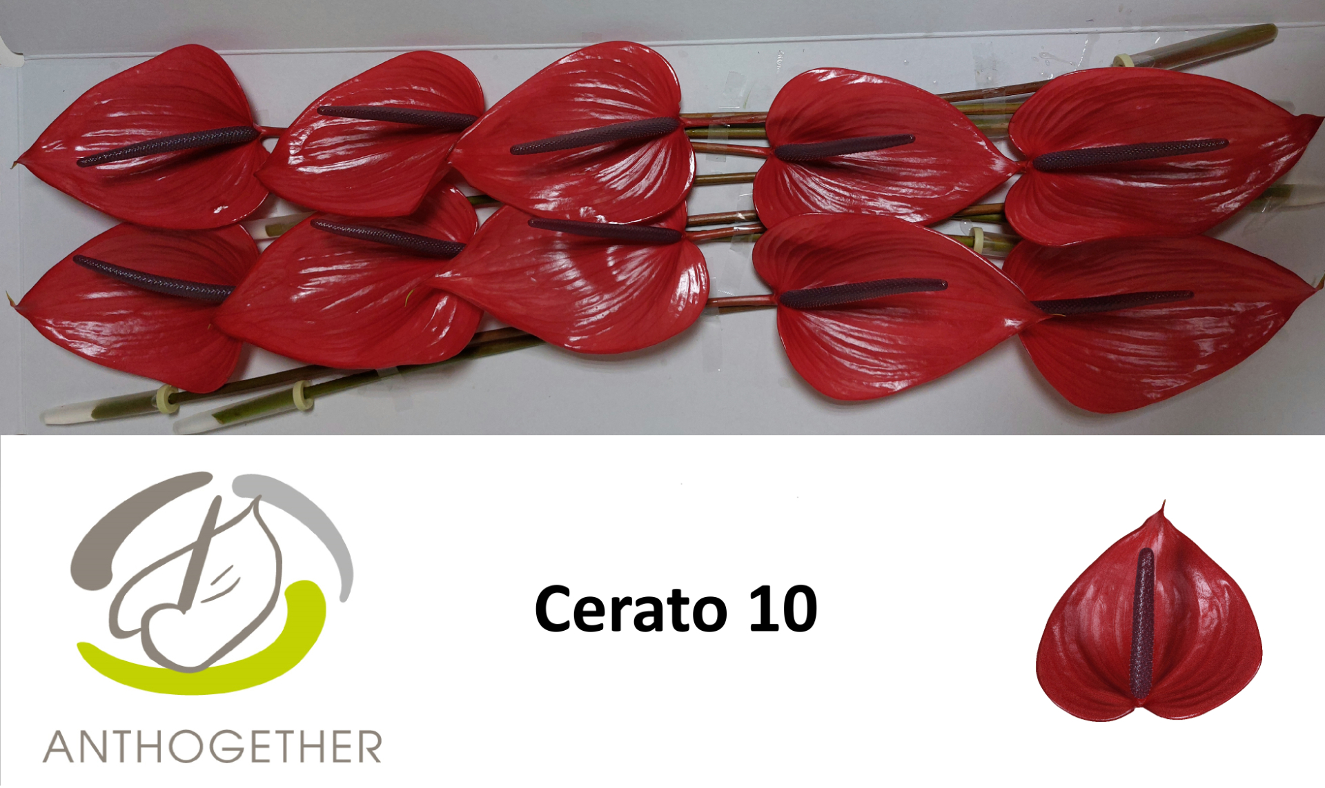 Anth A Cerato