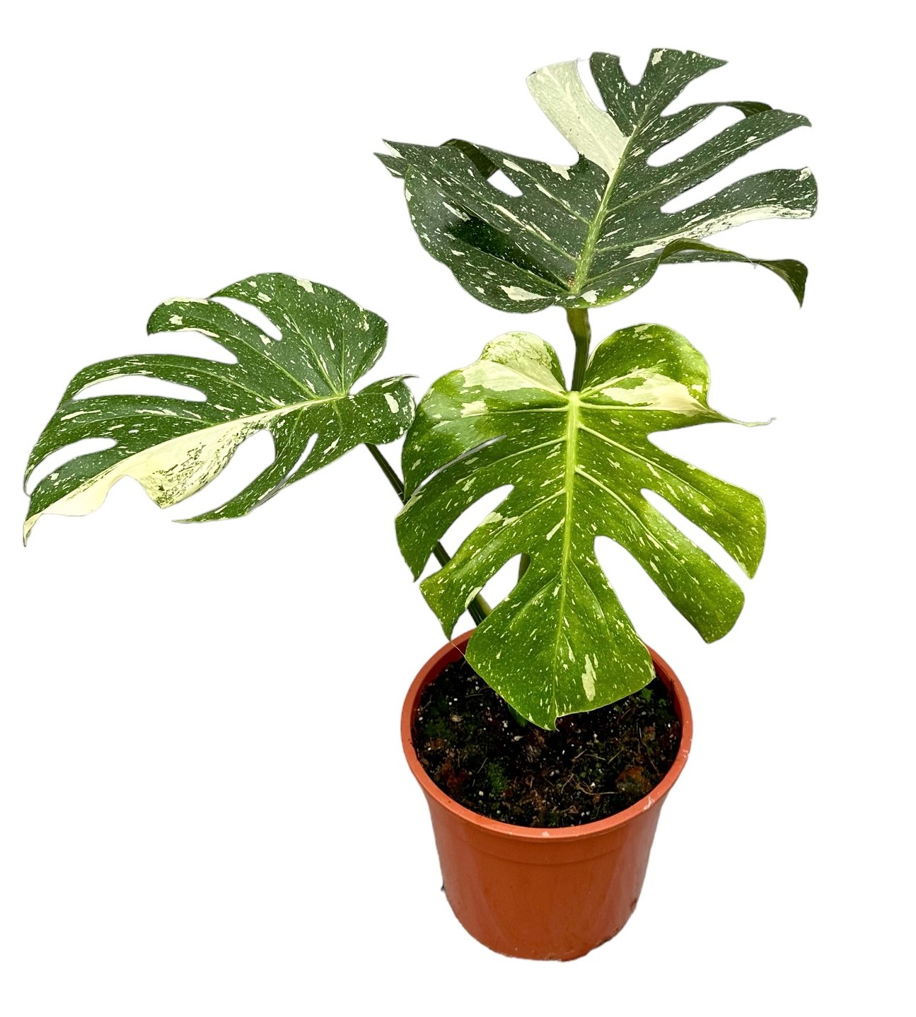 Picture of Monstera deliciosa Thai Constellation P27 70CM (LOOSE)