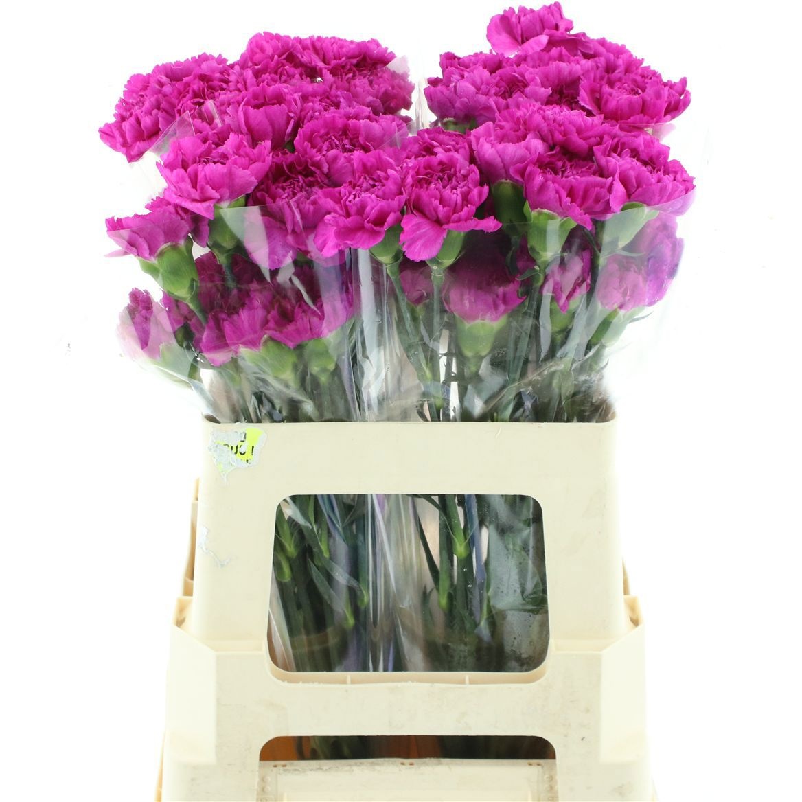 Dianthus St Yukari Violet 50cm
