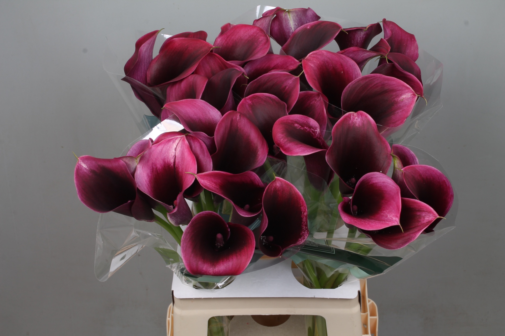 Calla Akela 65cm