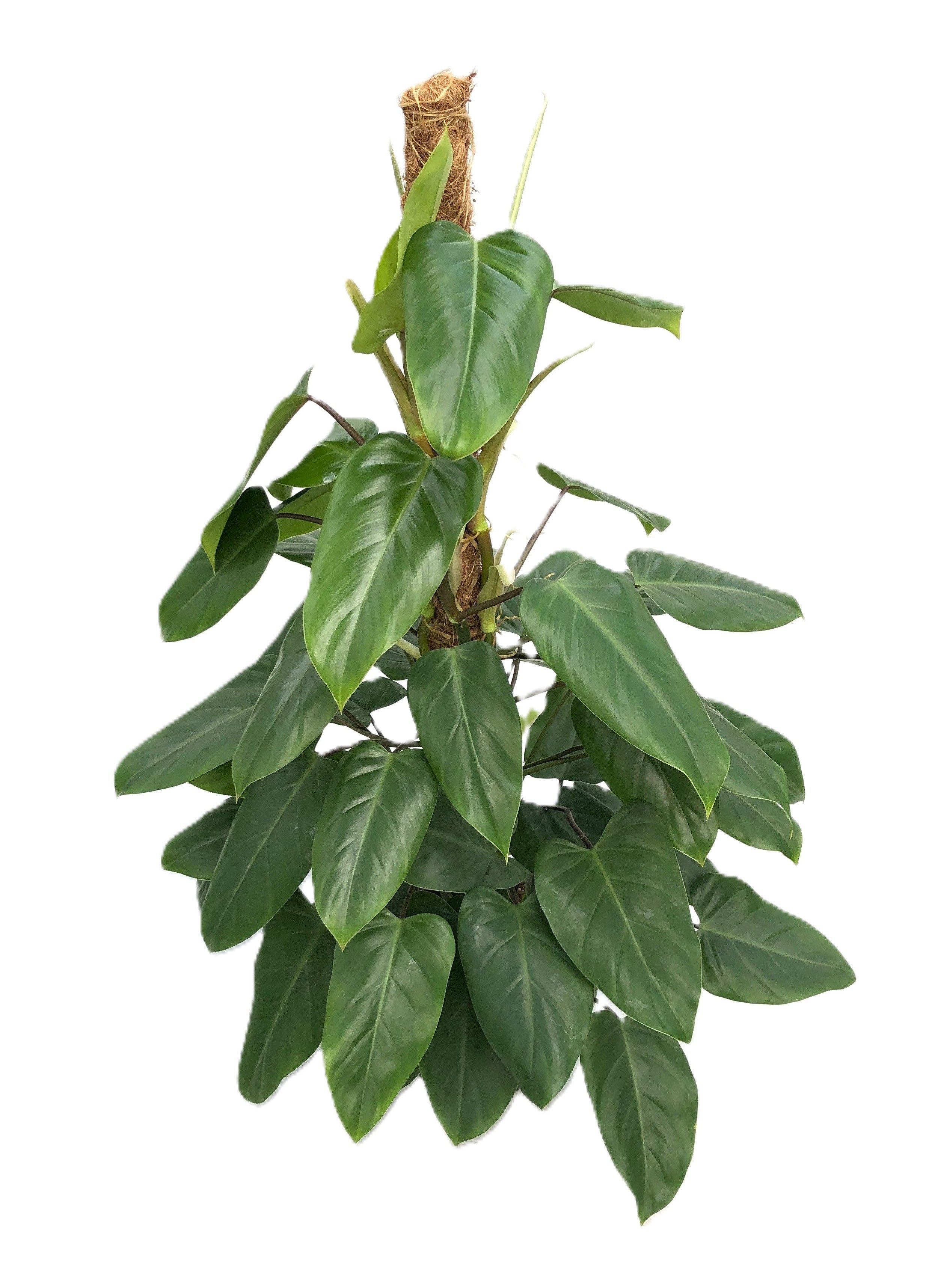 variegated succulent 3'' Echeveria Fuji Variegated, Rare Live Succulent Plants – cocosucculent