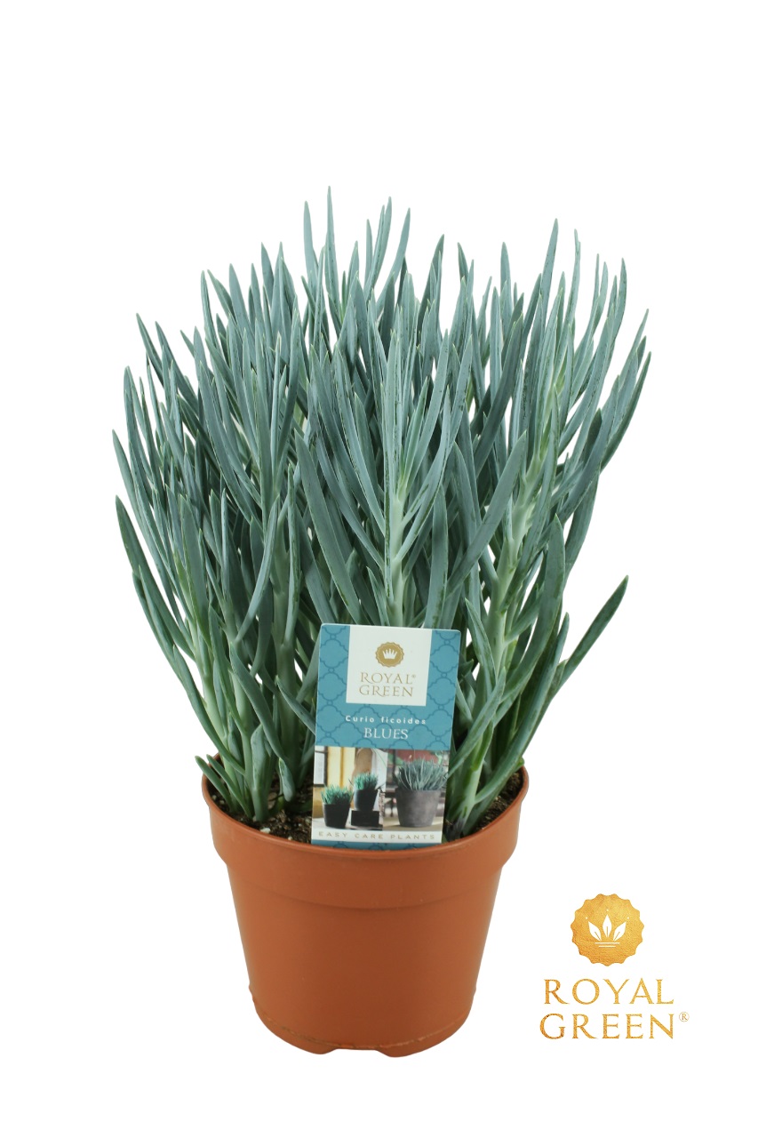 Curio ficoides Blues | Overig groene planten | Other green plants | Green  indoor plants | Green Indoorplants | Indoorplants | All products | OZ  Planten