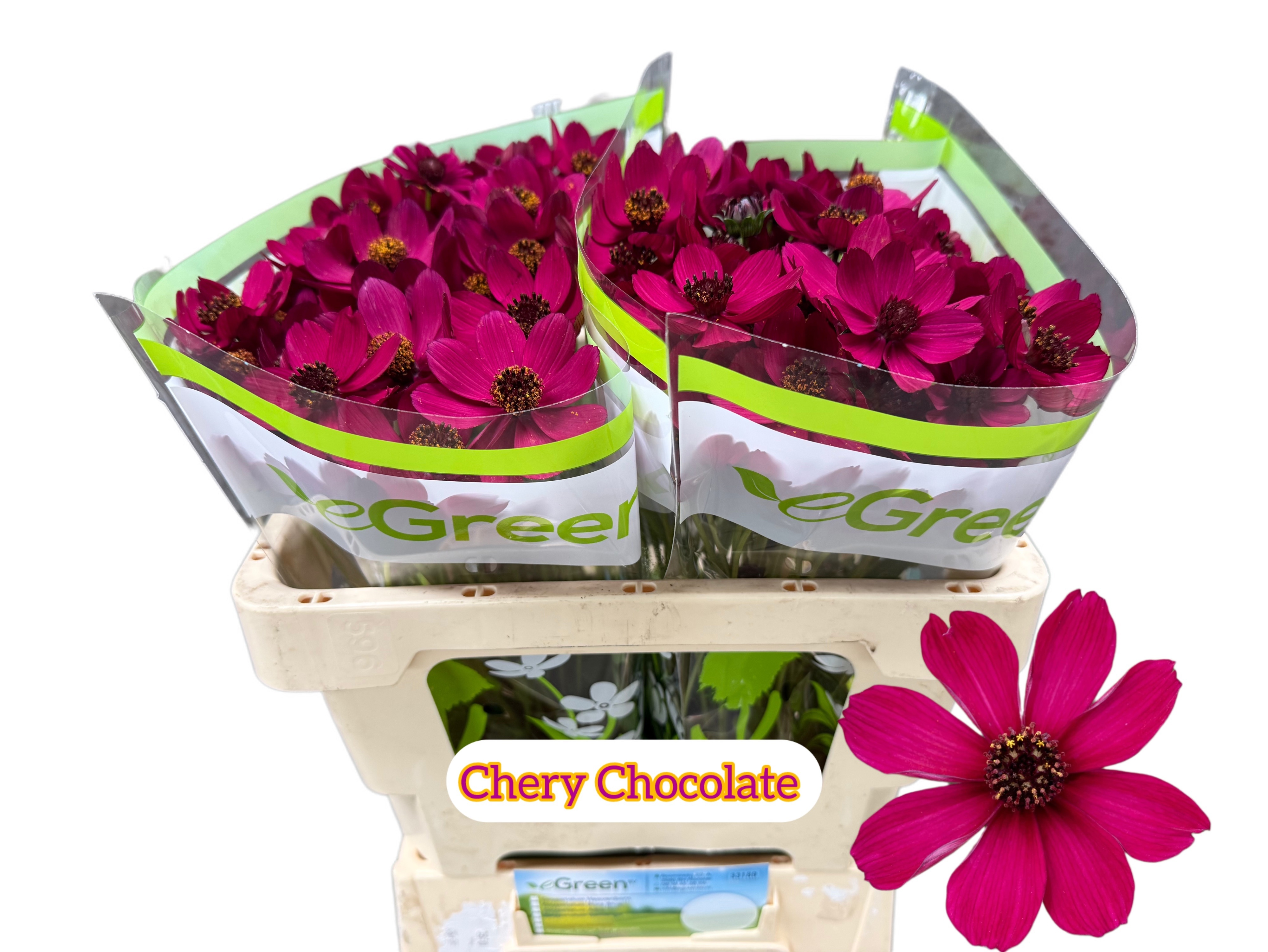 Cosmos Black Beauty 50cm