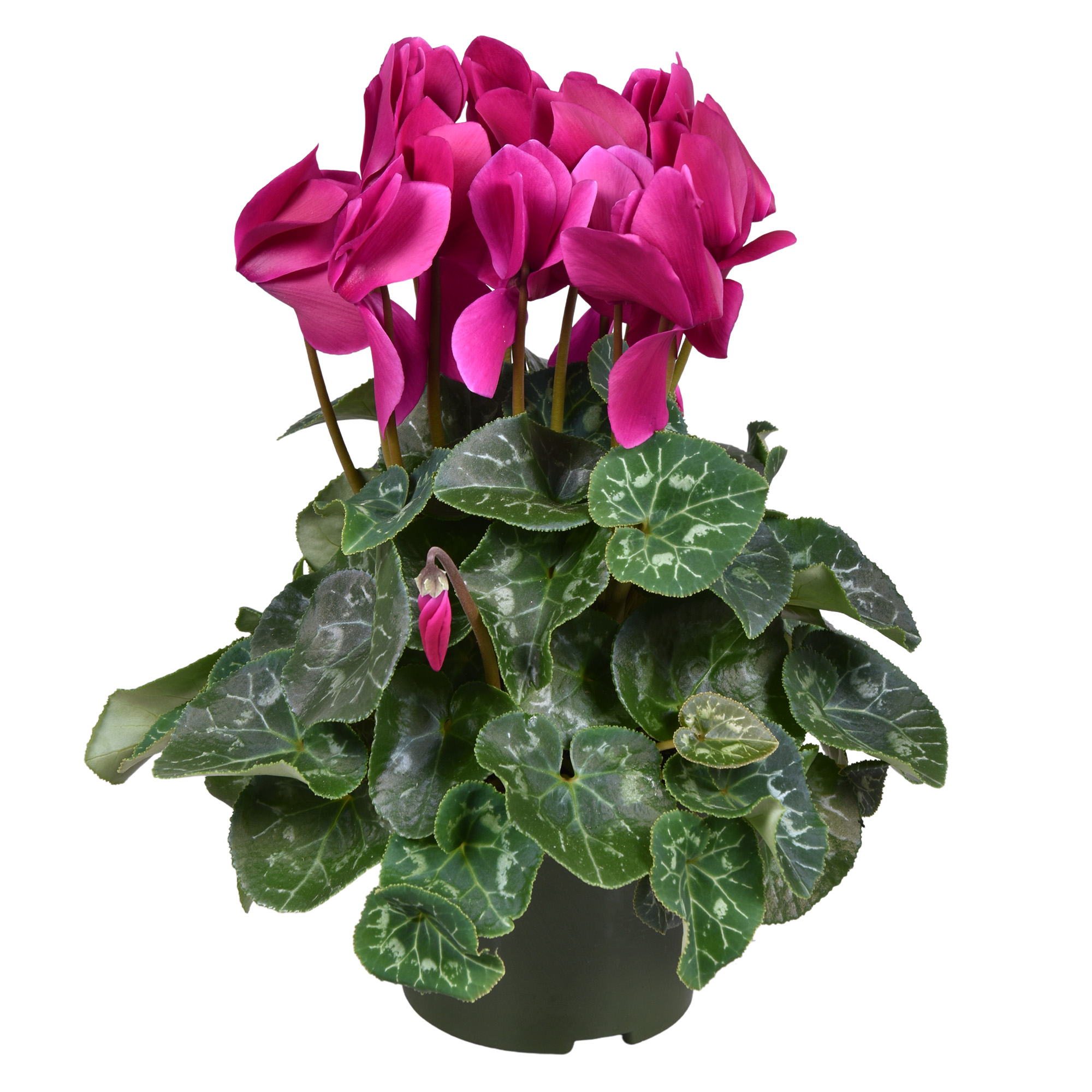 Picture of Cyclamen Purple big flowers P13 30CM