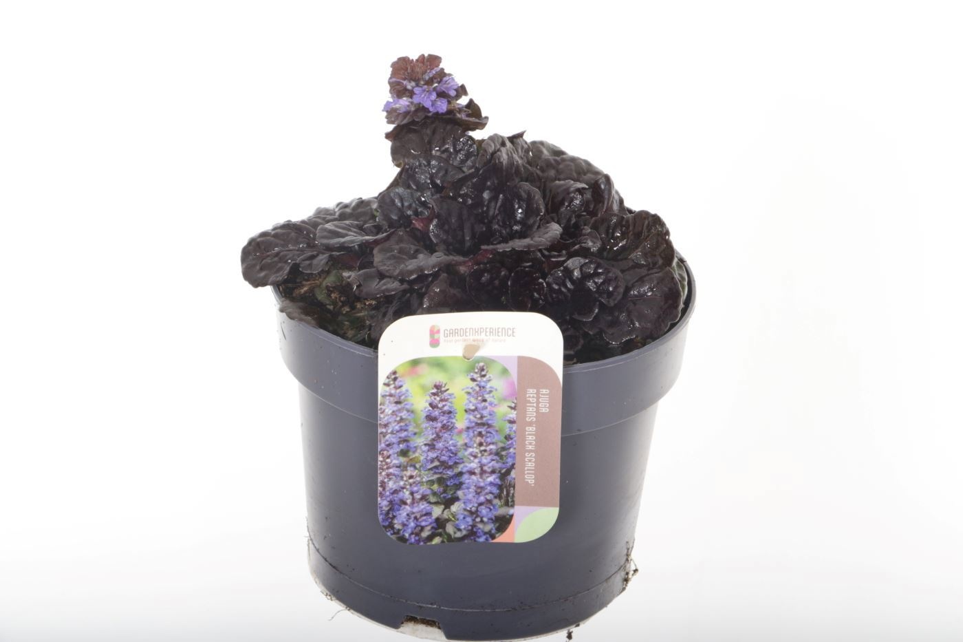 Ajuga reptans 'Black Scallop'