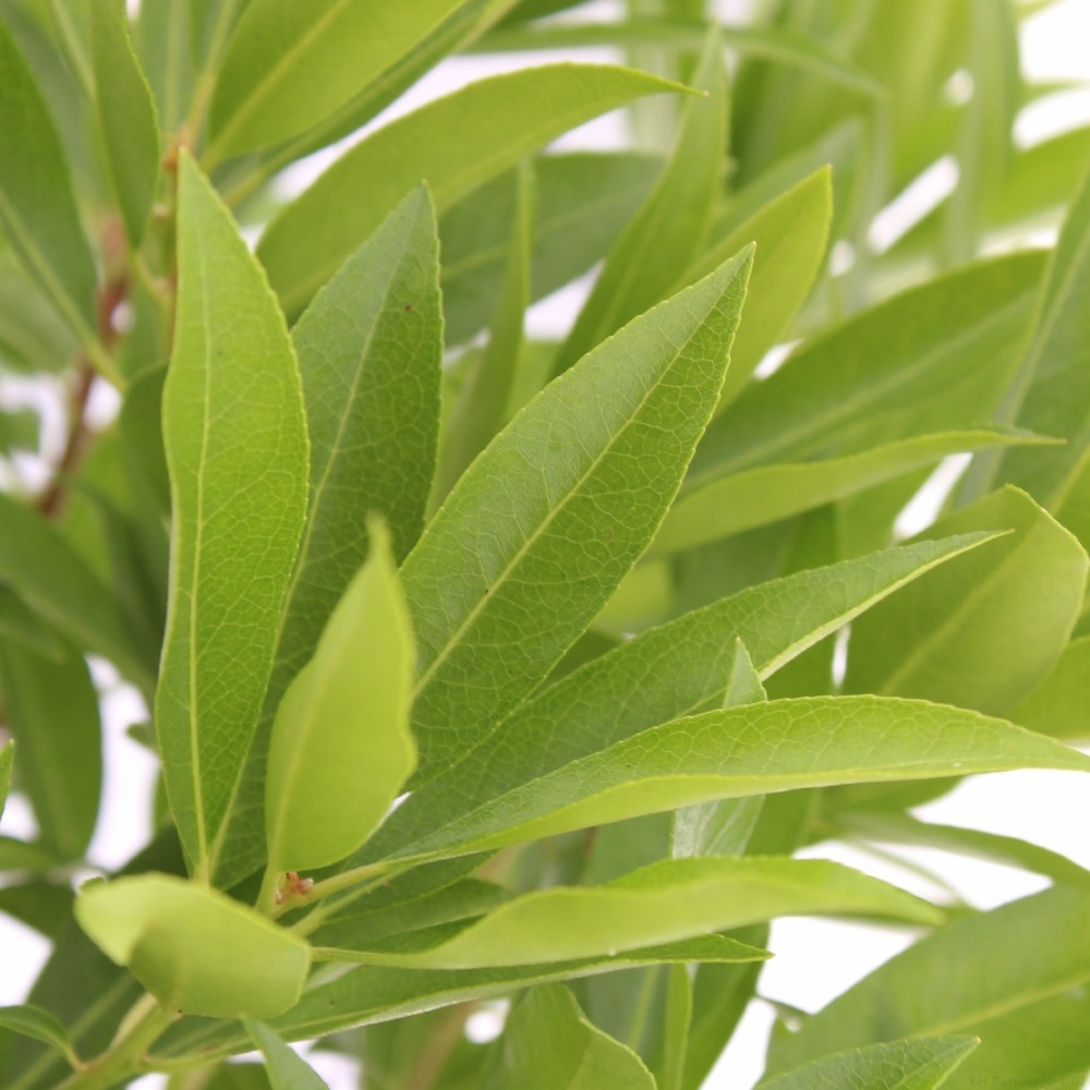 Picture of Pieris floribunda 'Brouwer's Beauty'