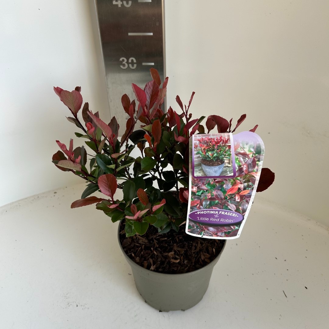 Picture of Photinia fras. Little Red Robin P17 (2 Ltr) (LOOSE)