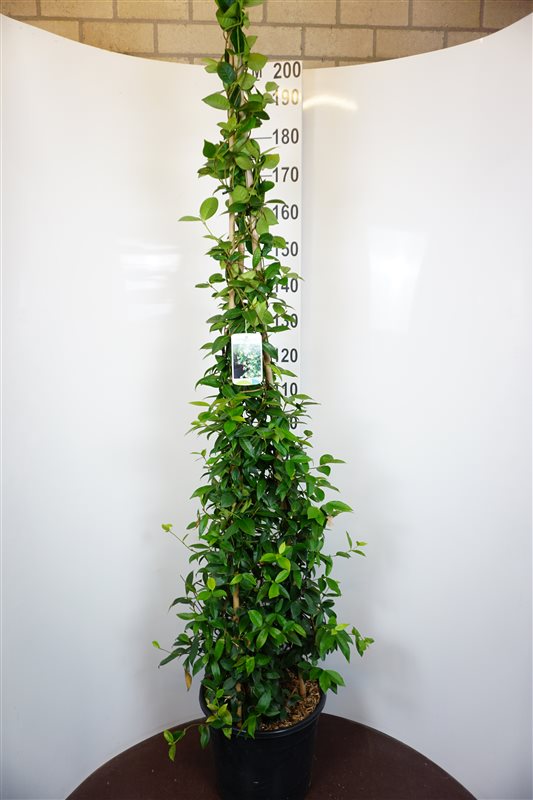 Picture of Trachelospermum jasminoides P36 (20 Ltr)