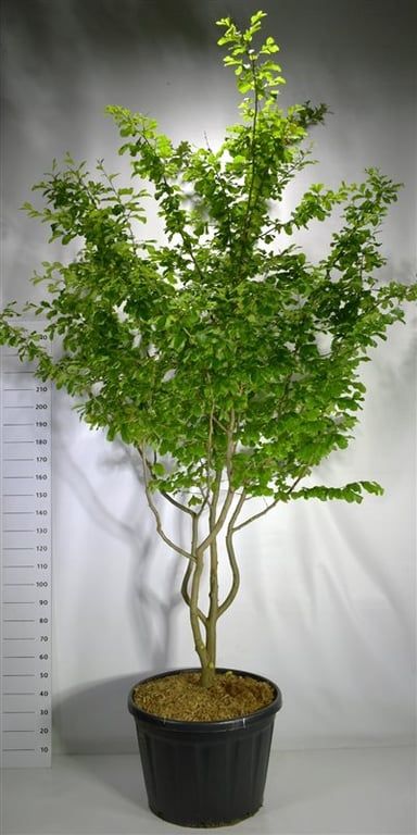 Parrotia persica 'Vanessa'
