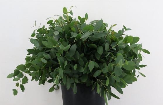 Decogroen Ov 55L.cm