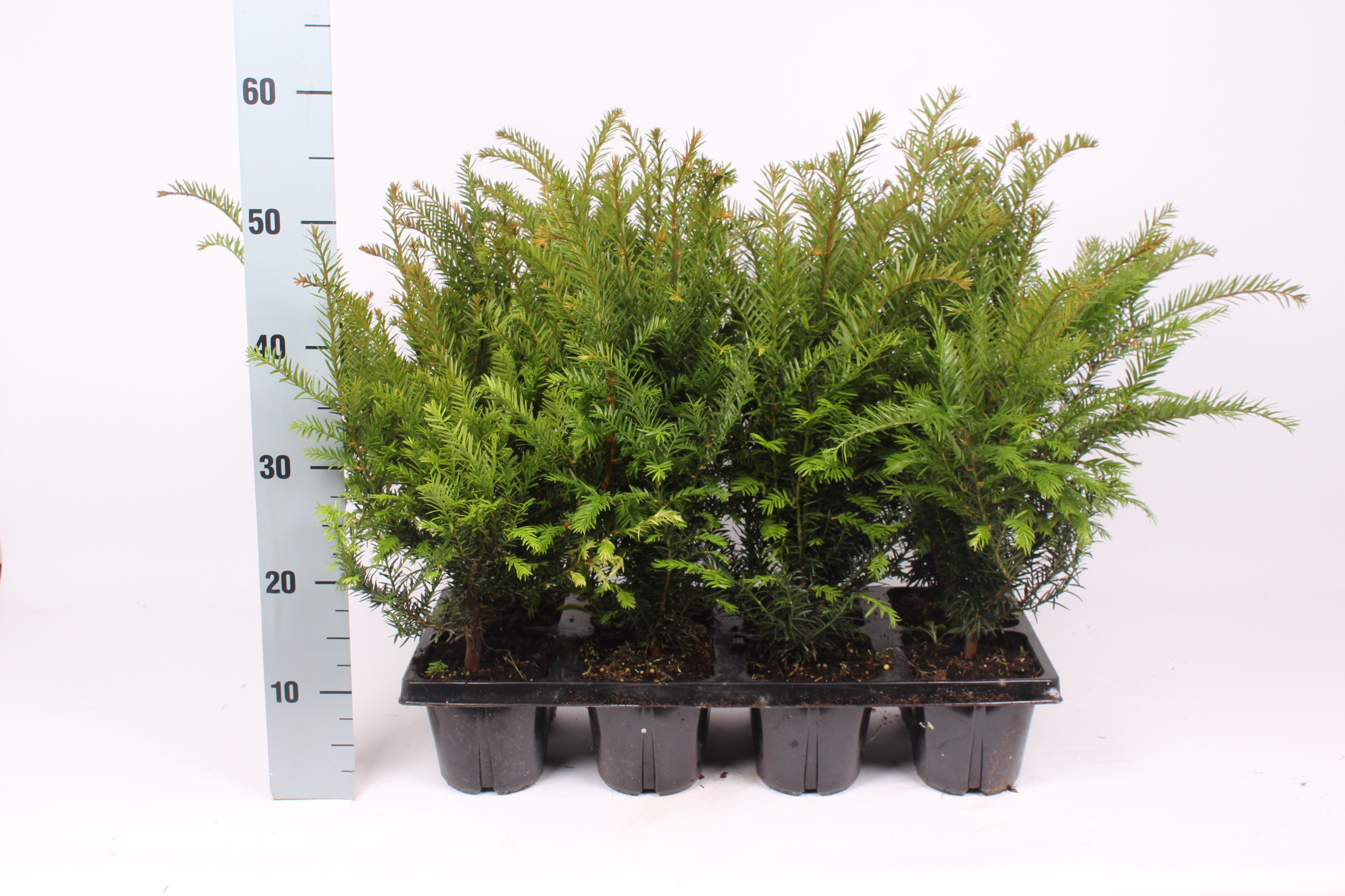 Taxus baccata
