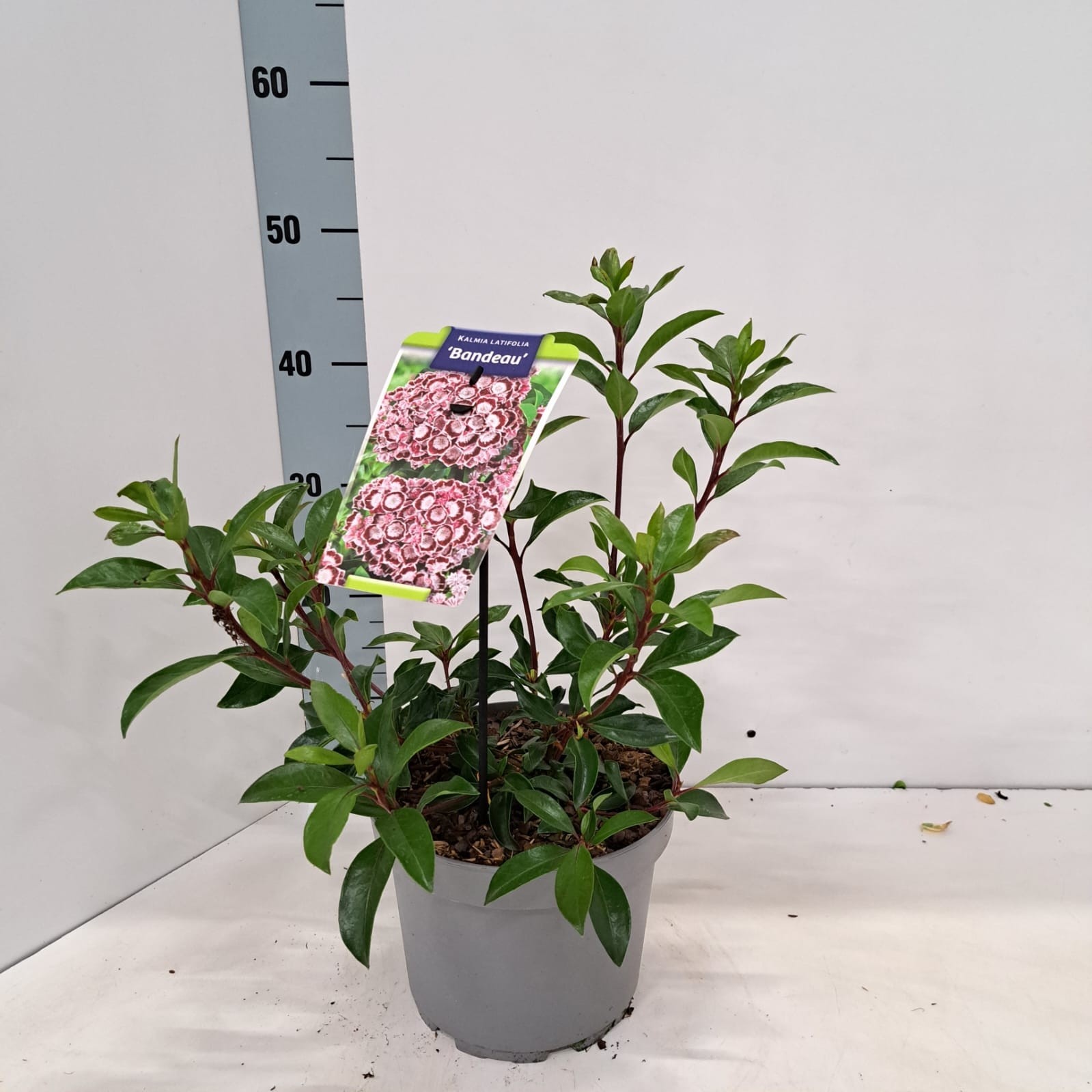 Kalmia latifolia 'Bandeau'