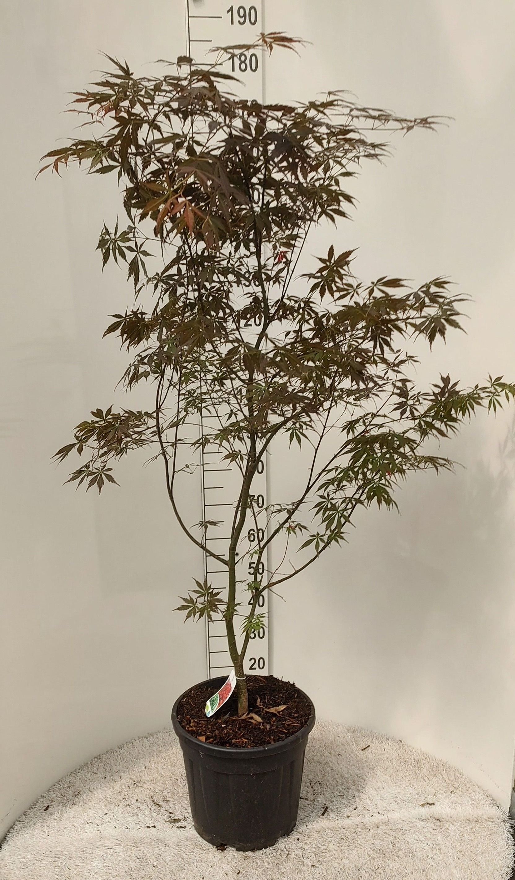 Acer palmatum 'Sumi-nagashi' - Esdoorn