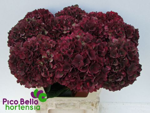 Hydrangea Ruby Red Classic 60cm 22Ø