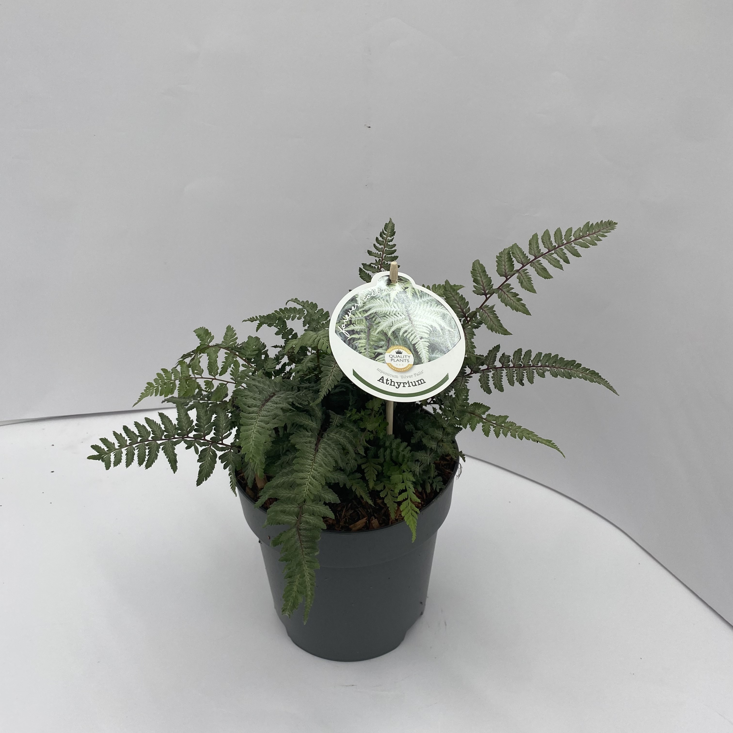 Picture of Athyrium niponicum Silver Falls P17 (2 Ltr)