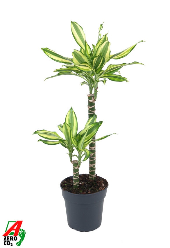 Dracaena Diamond Dream