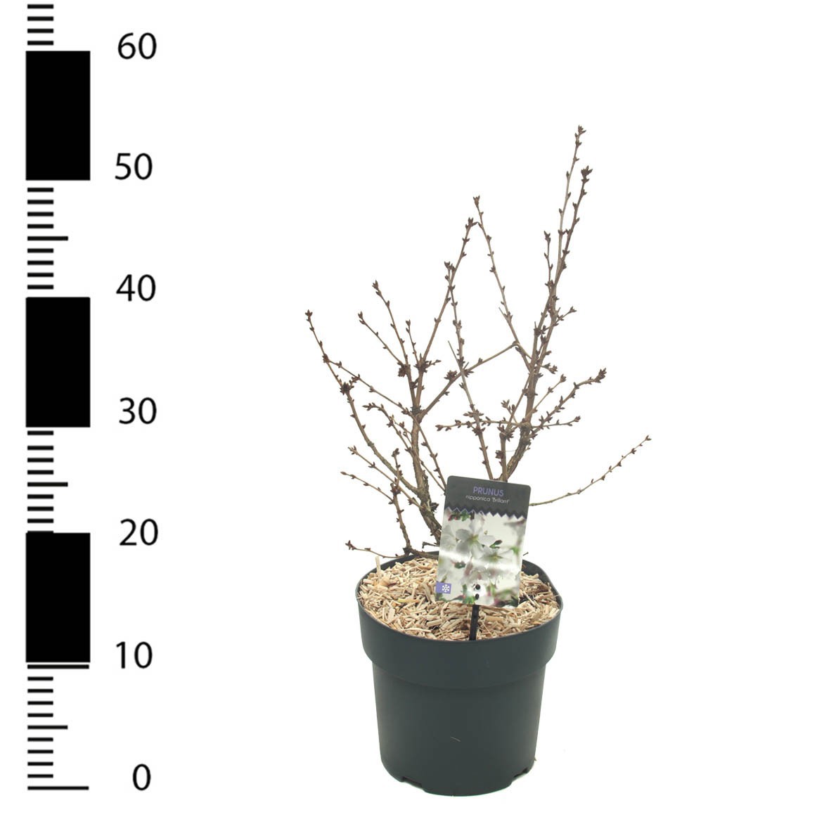 Picture of Prunus incisa 'Brillant'