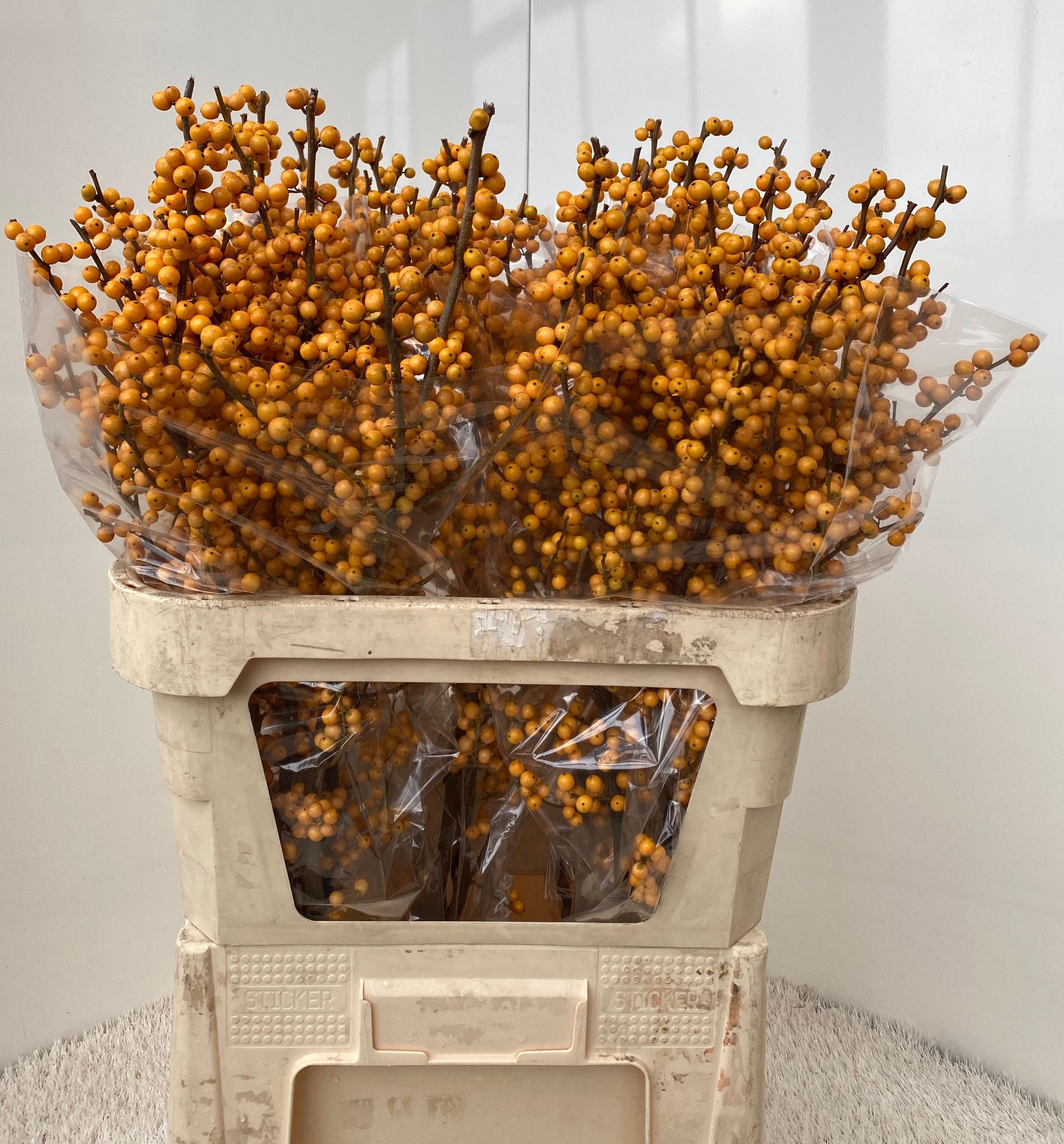 Ilex Golden Verboom 80cm