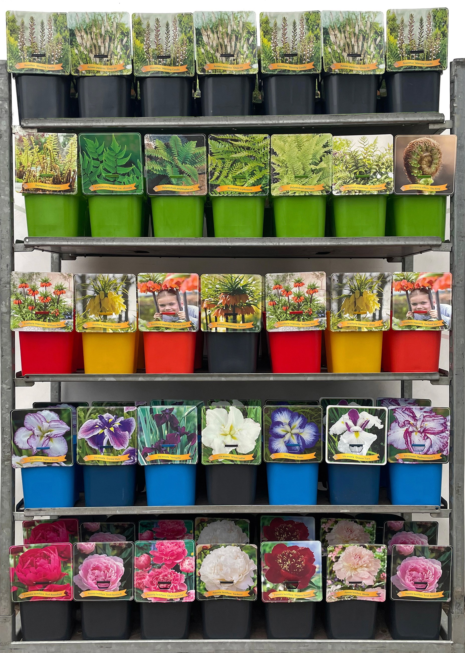 Picture of Vaste planten Mix CC 2 C5