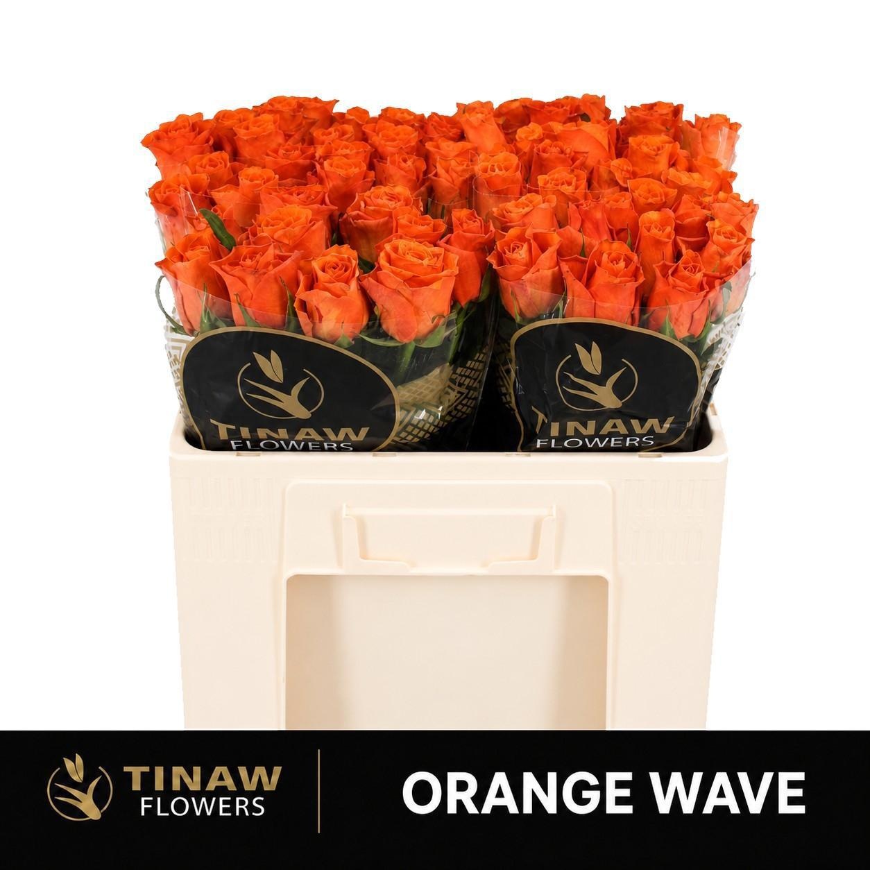 R Gr Orange Wave