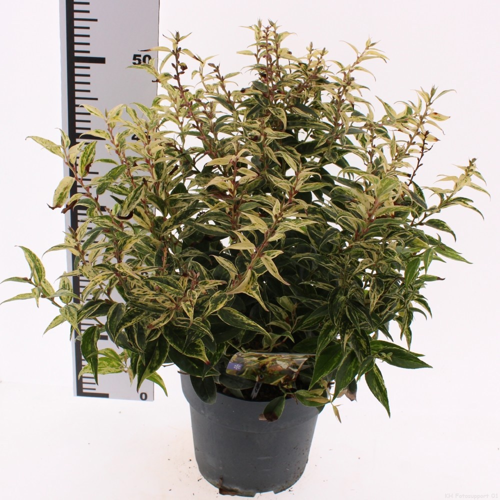 Leucothoe fontanesiana 'Makiejaz'