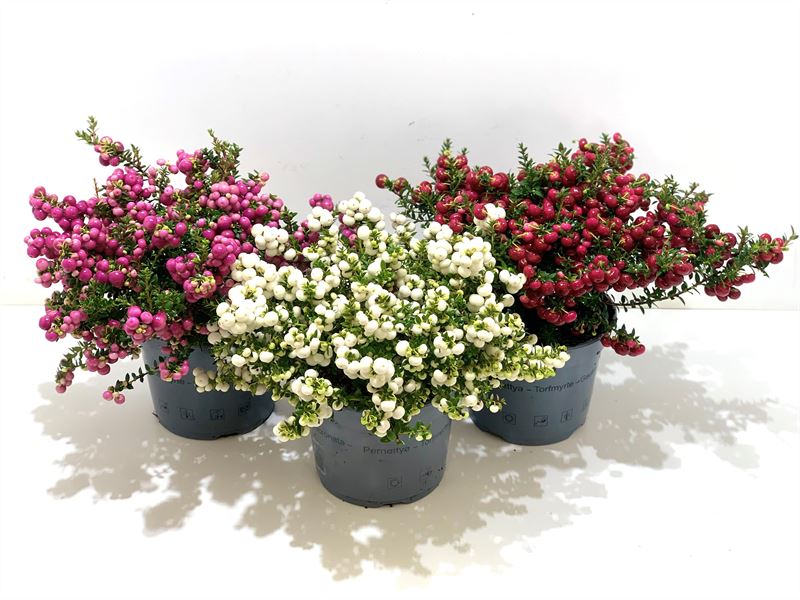 Picture of Gaultheria mucronata in varieties P17 (2 Ltr)