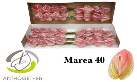 Anth A Marea