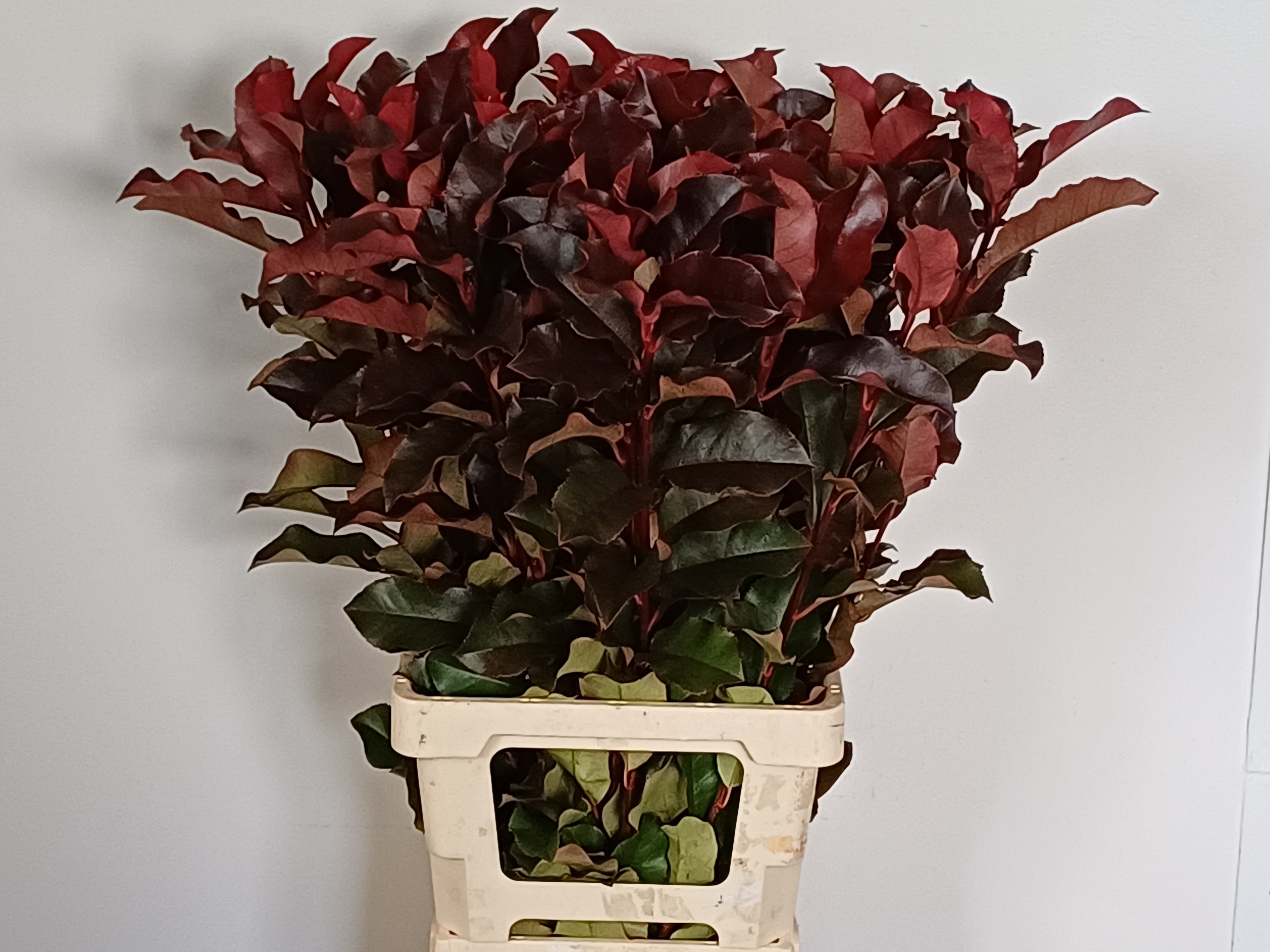 Photinia X F Purpl P 80cm
