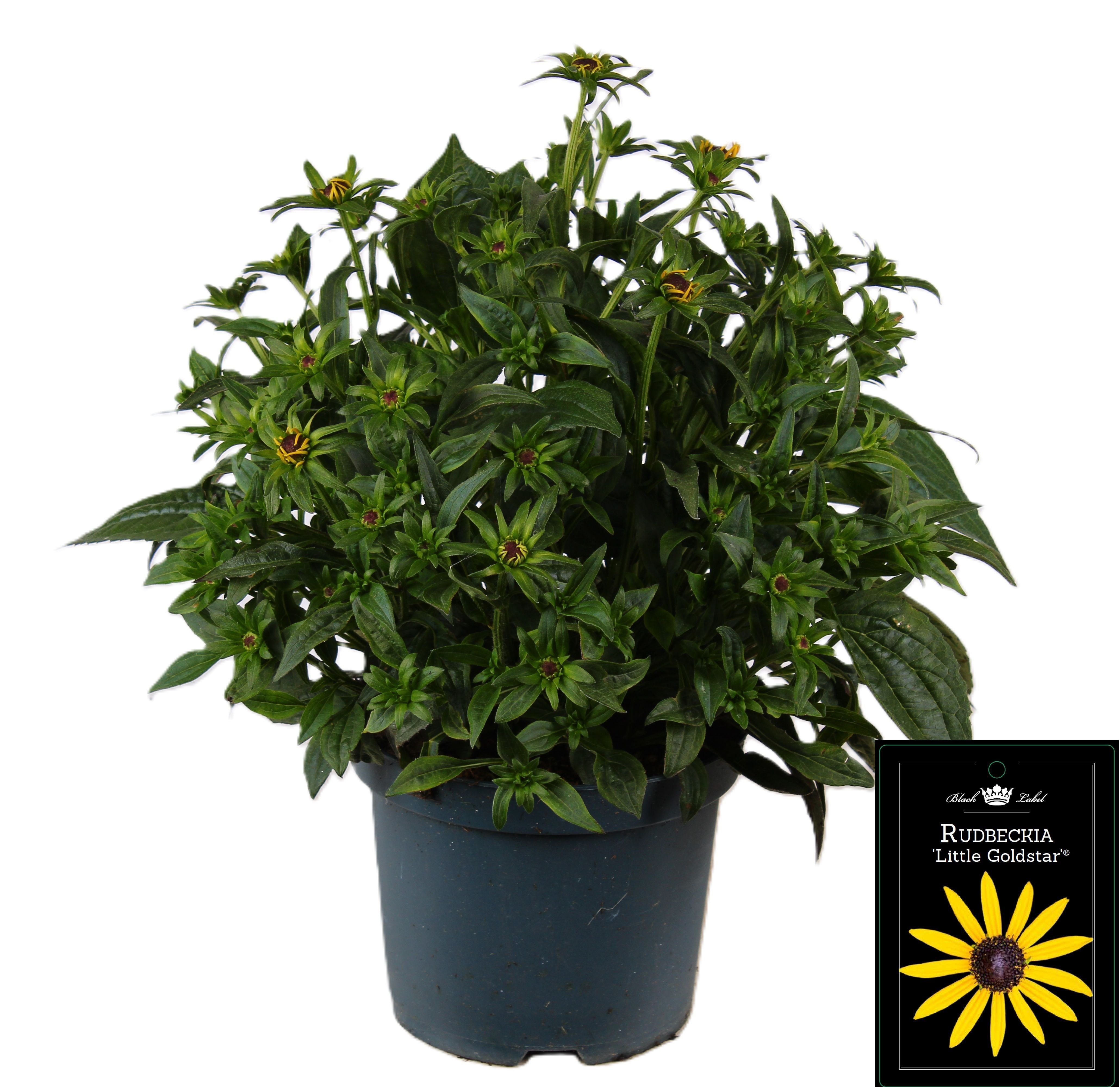 Picture of Rudbeckia Little Goldstar