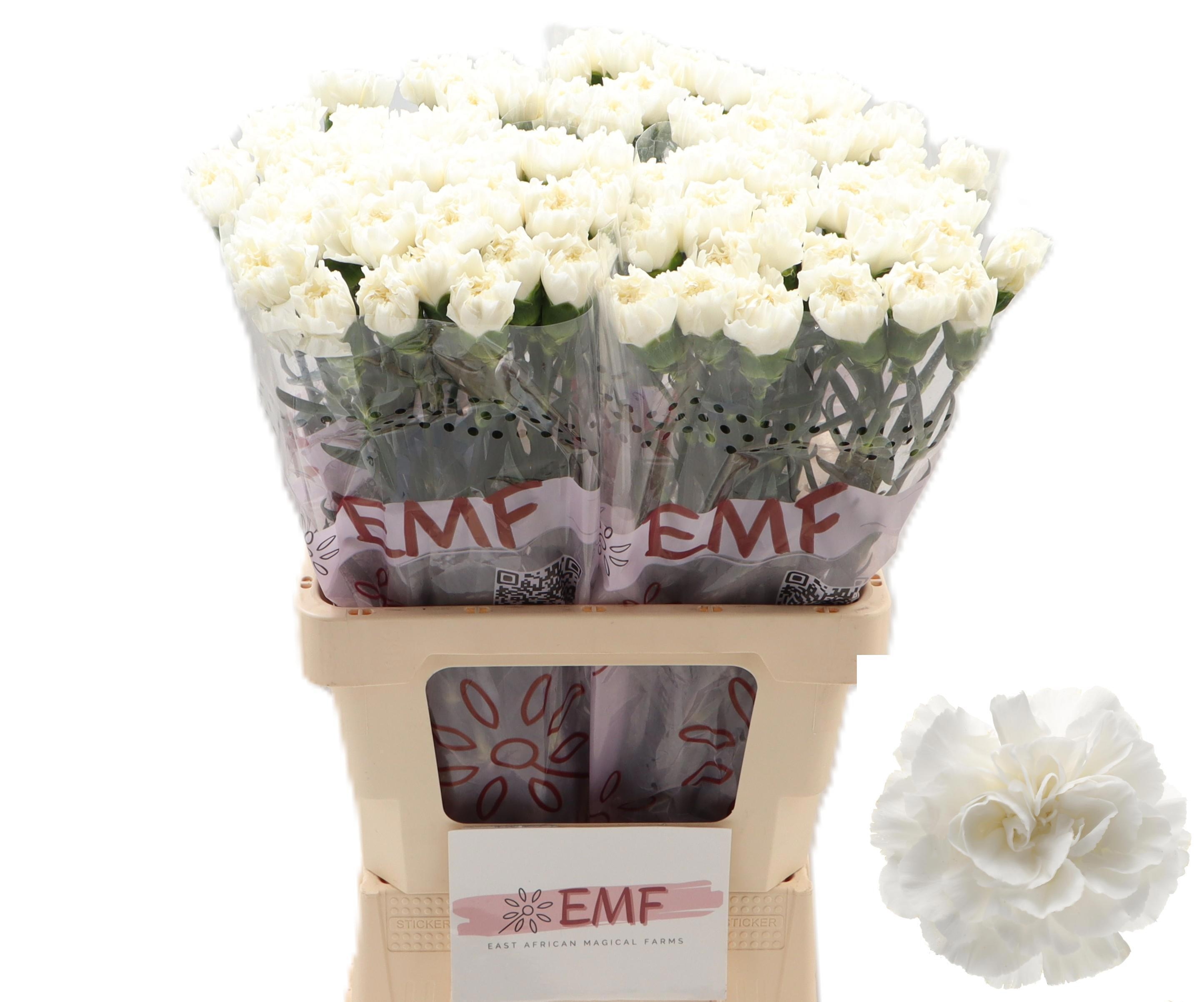 Dianthus St Everest 60cm