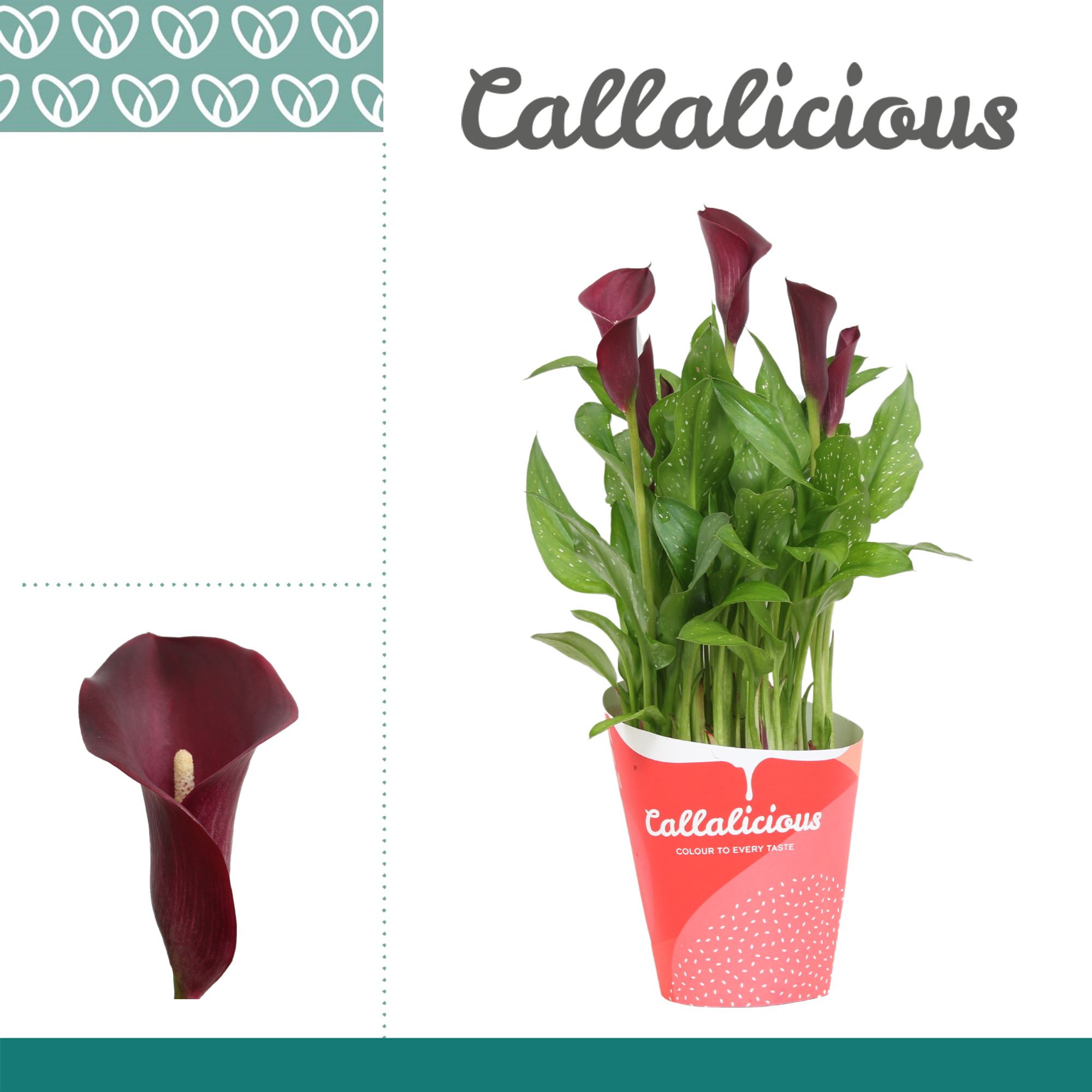 Zantedeschia (Calla) Bordeaux Rood ton-sur-ton