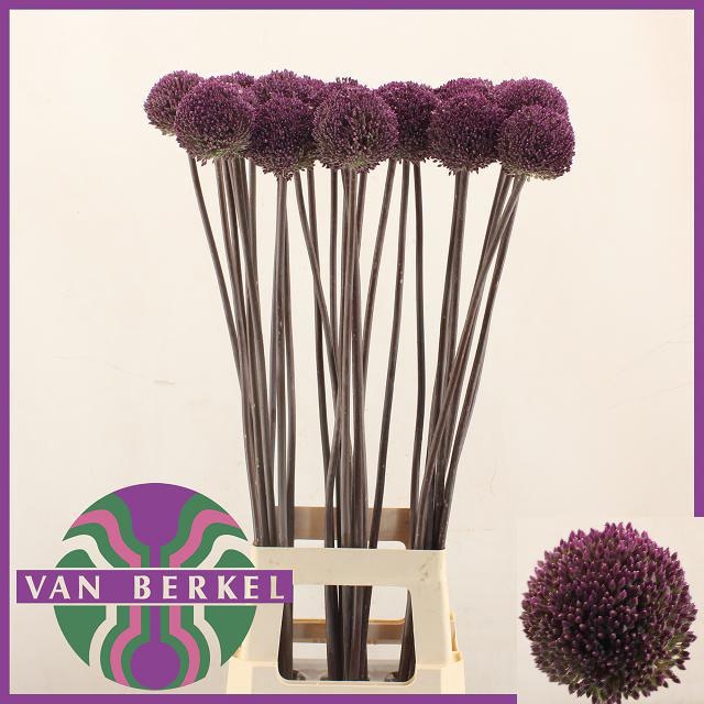 Allium Summer Drumme