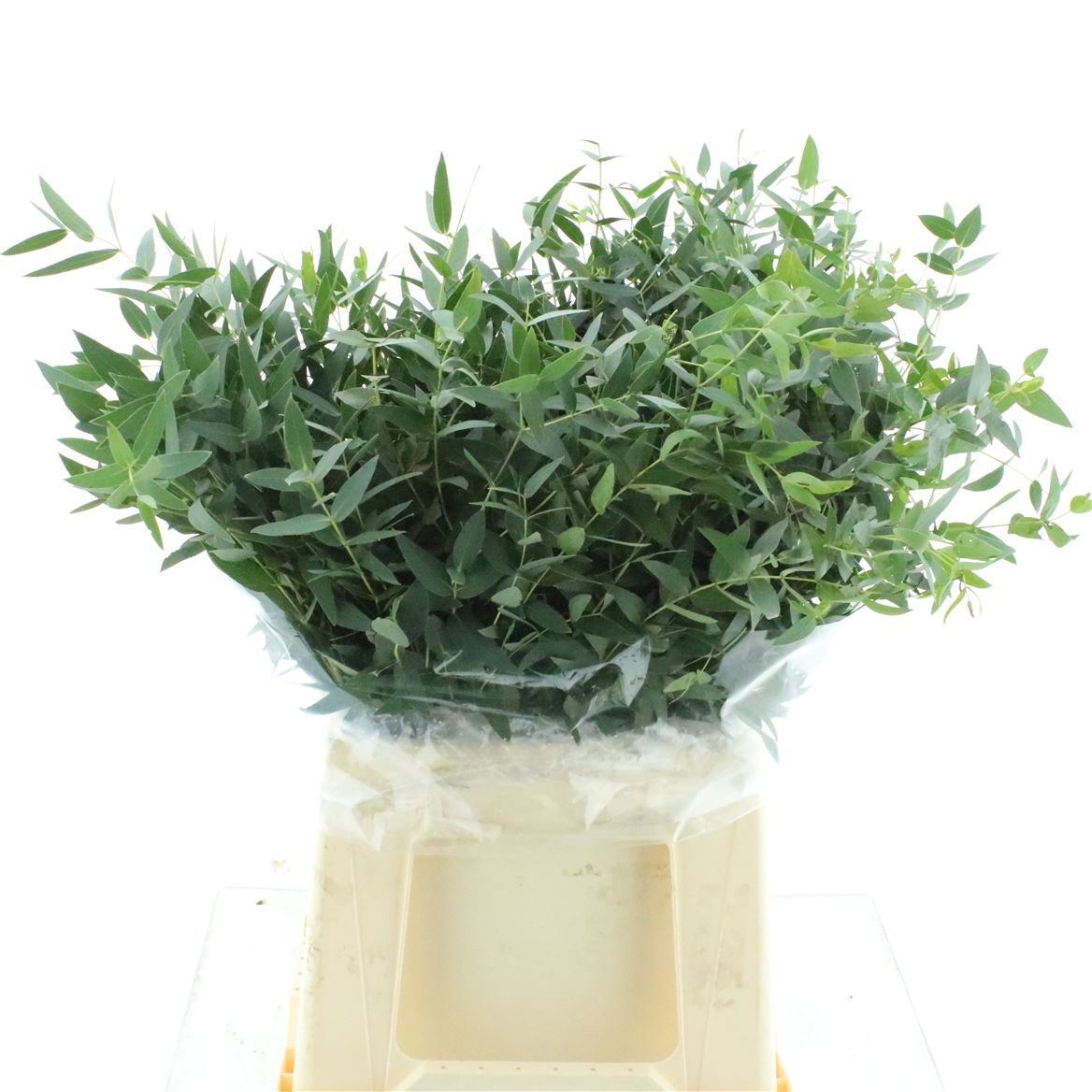Euc Parvifolia P Bs 50L.cm 200gram