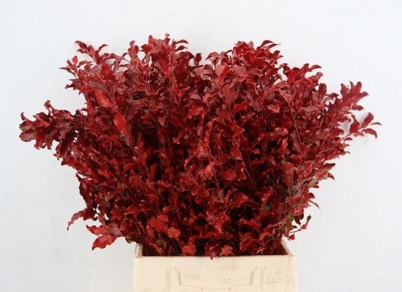 Decorgroen Klb Bs H%