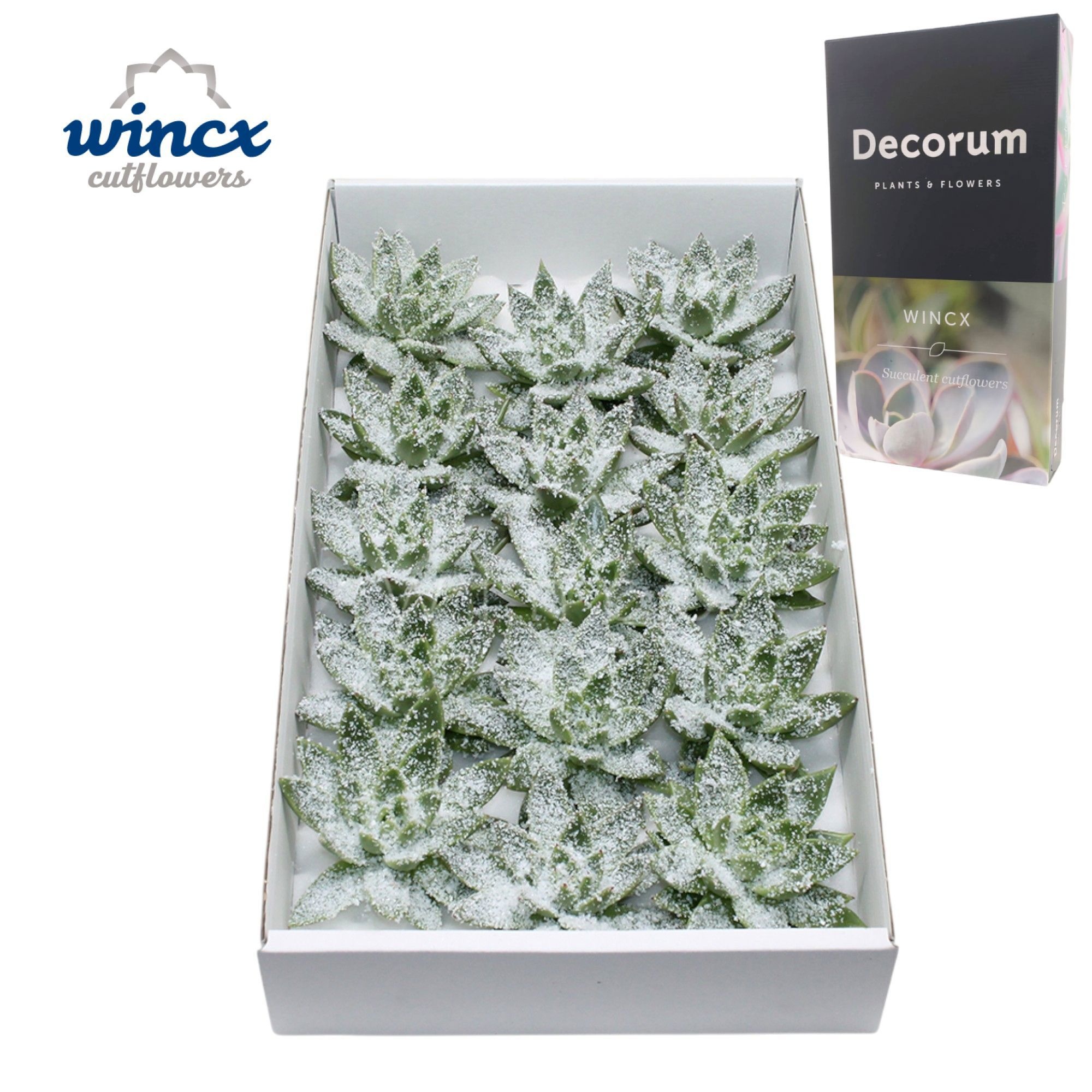 Echeveria White Snow Cutflower