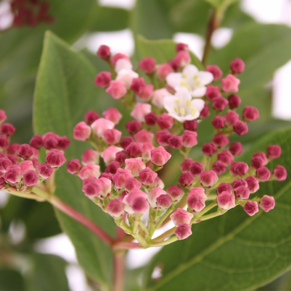 Picture of Viburnum tinus 'Gwenllian'