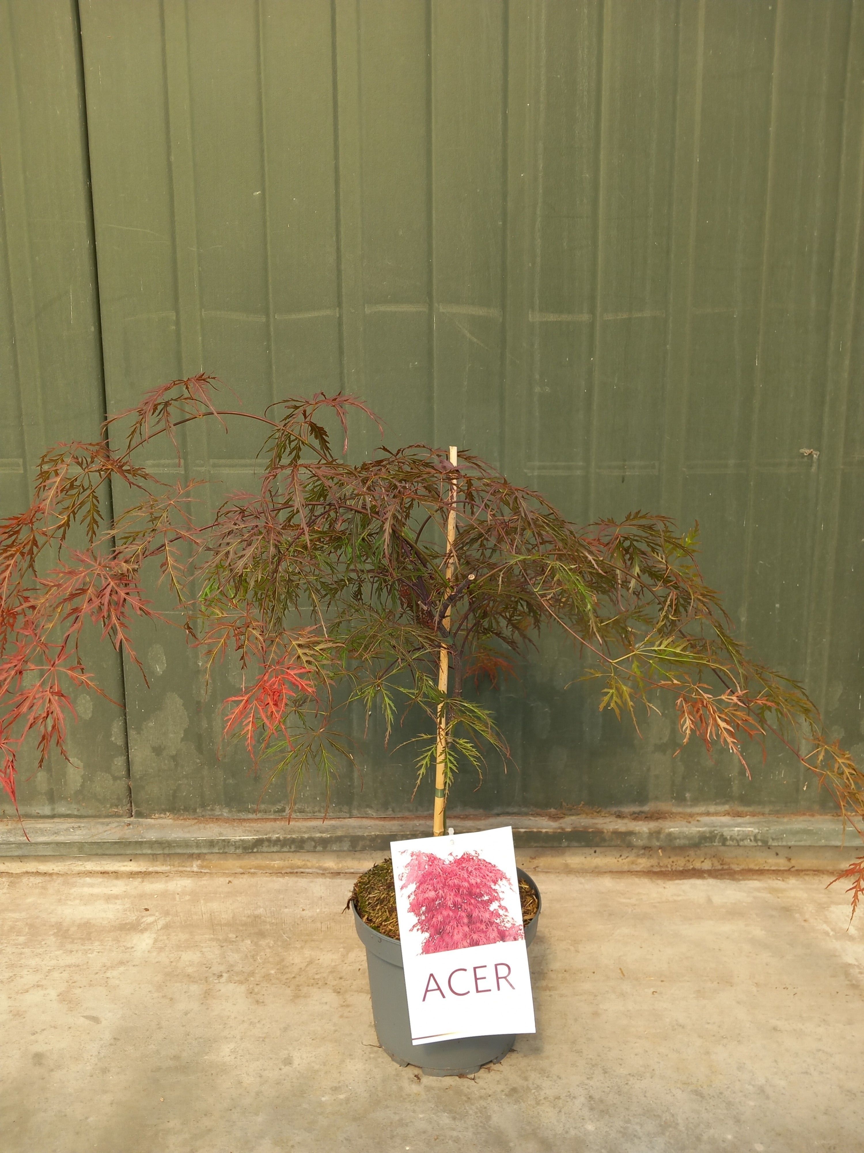 Picture of Acer palmatum Garnet