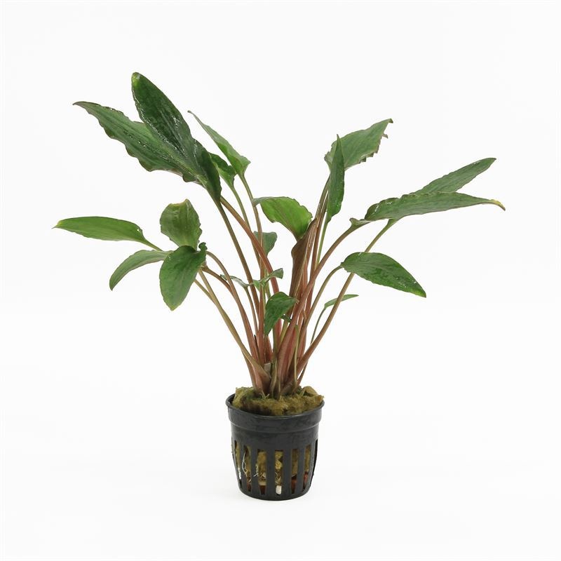 Cryptocoryne wendtii rood