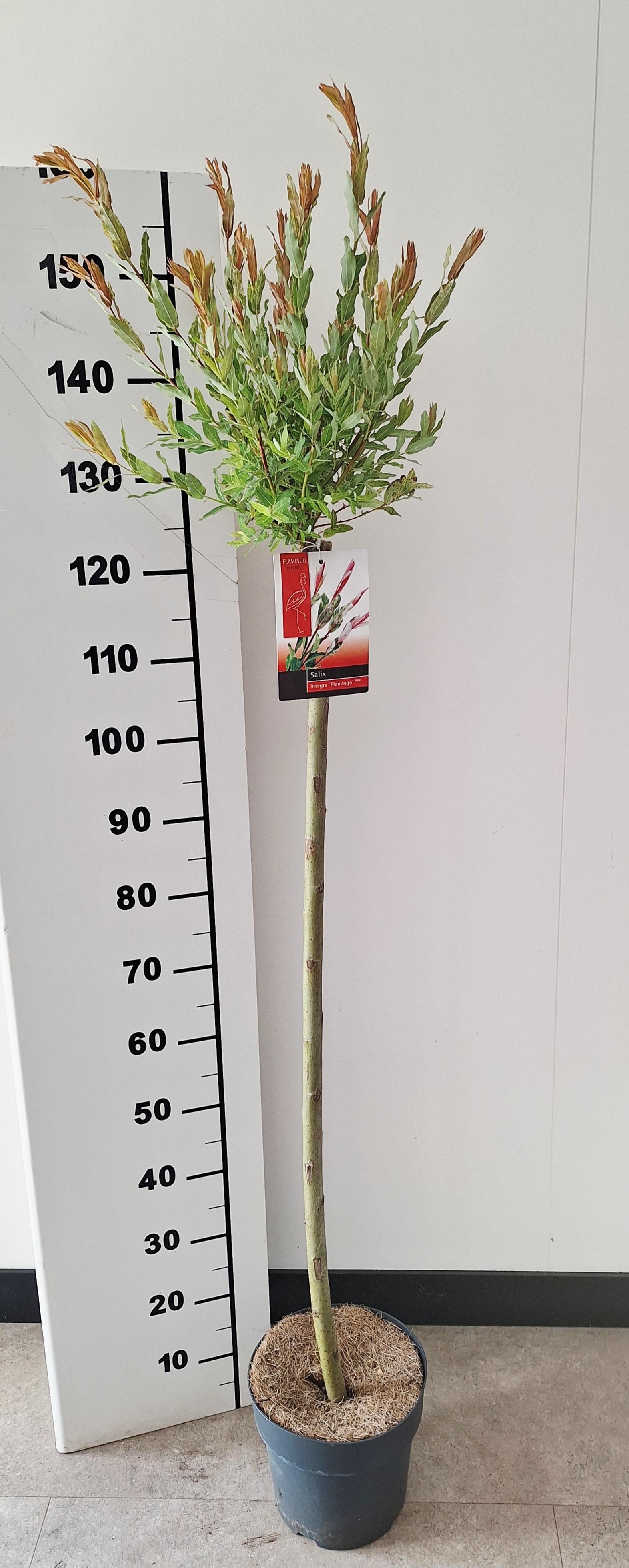 Picture of Salix Flamingo stam 100