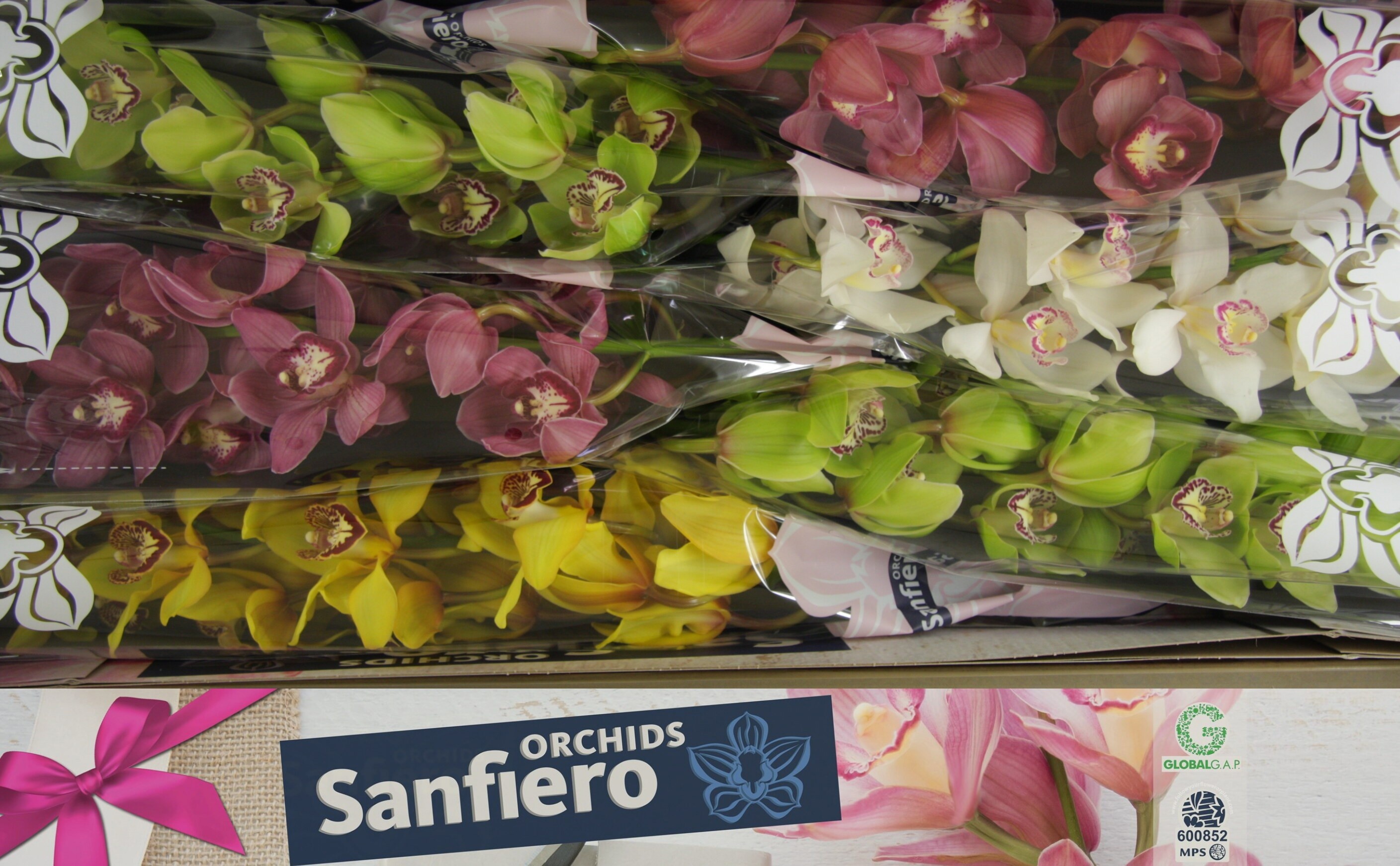 Cymbidium Asst 13bl
