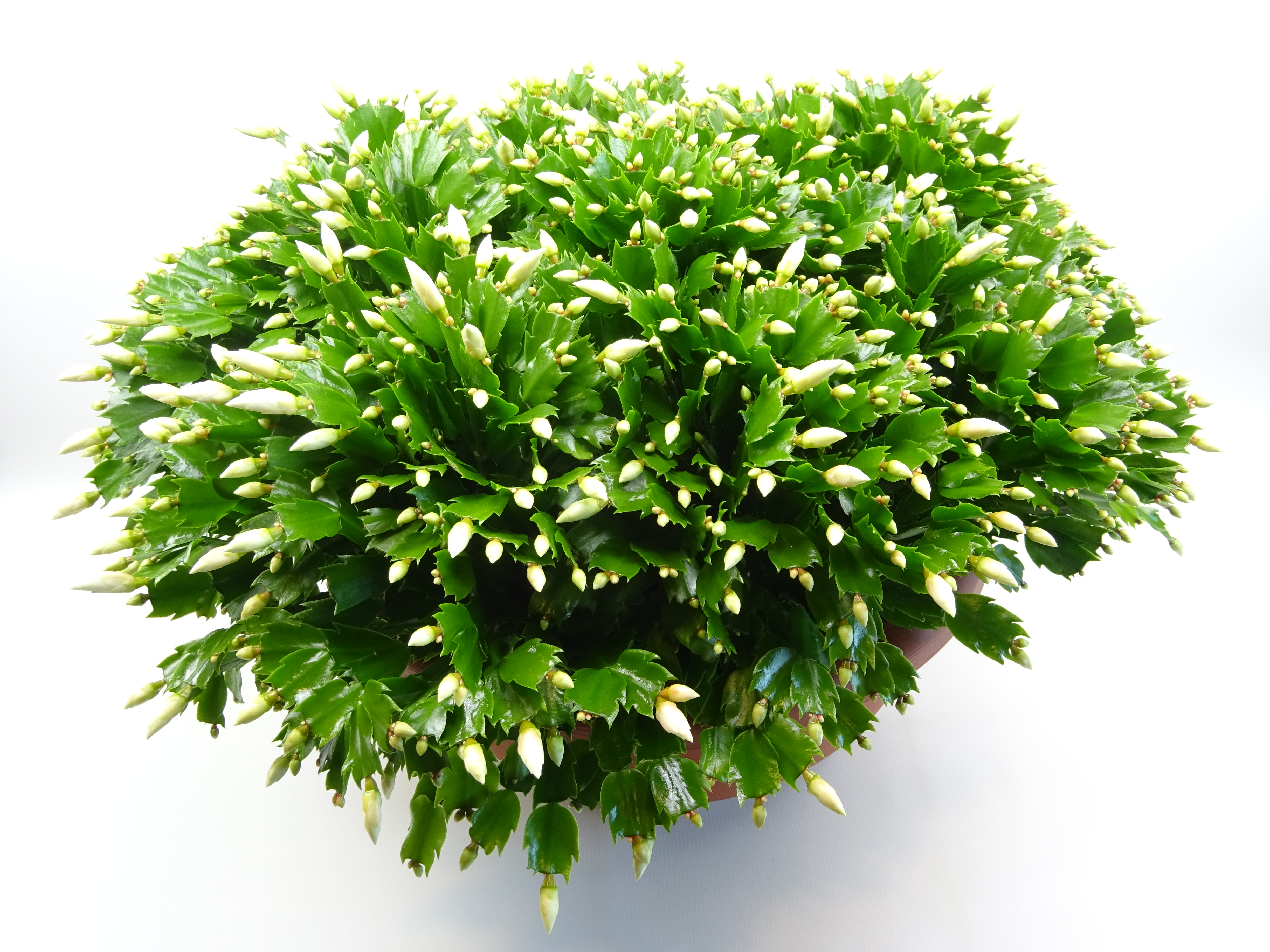 Picture of Schlumbergera truncata White 5PP in XXXL Bowl P45 45cm (LOOSE)