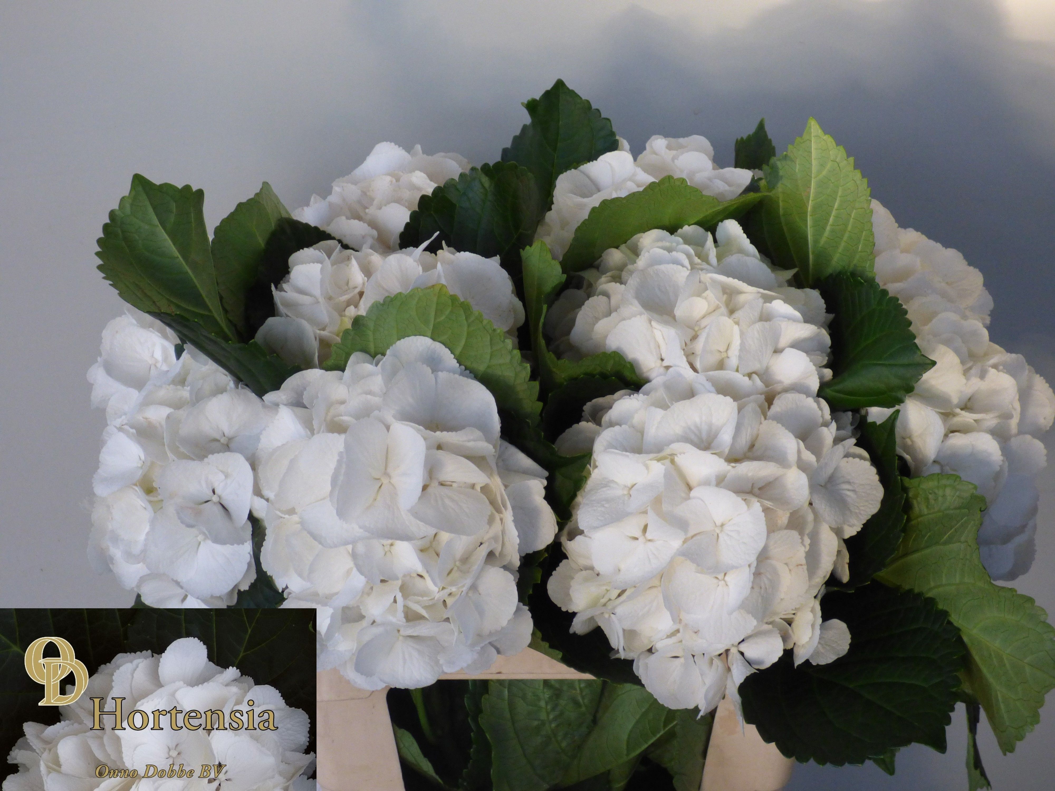 Hydrangea Schneeball 60cm 17Ø