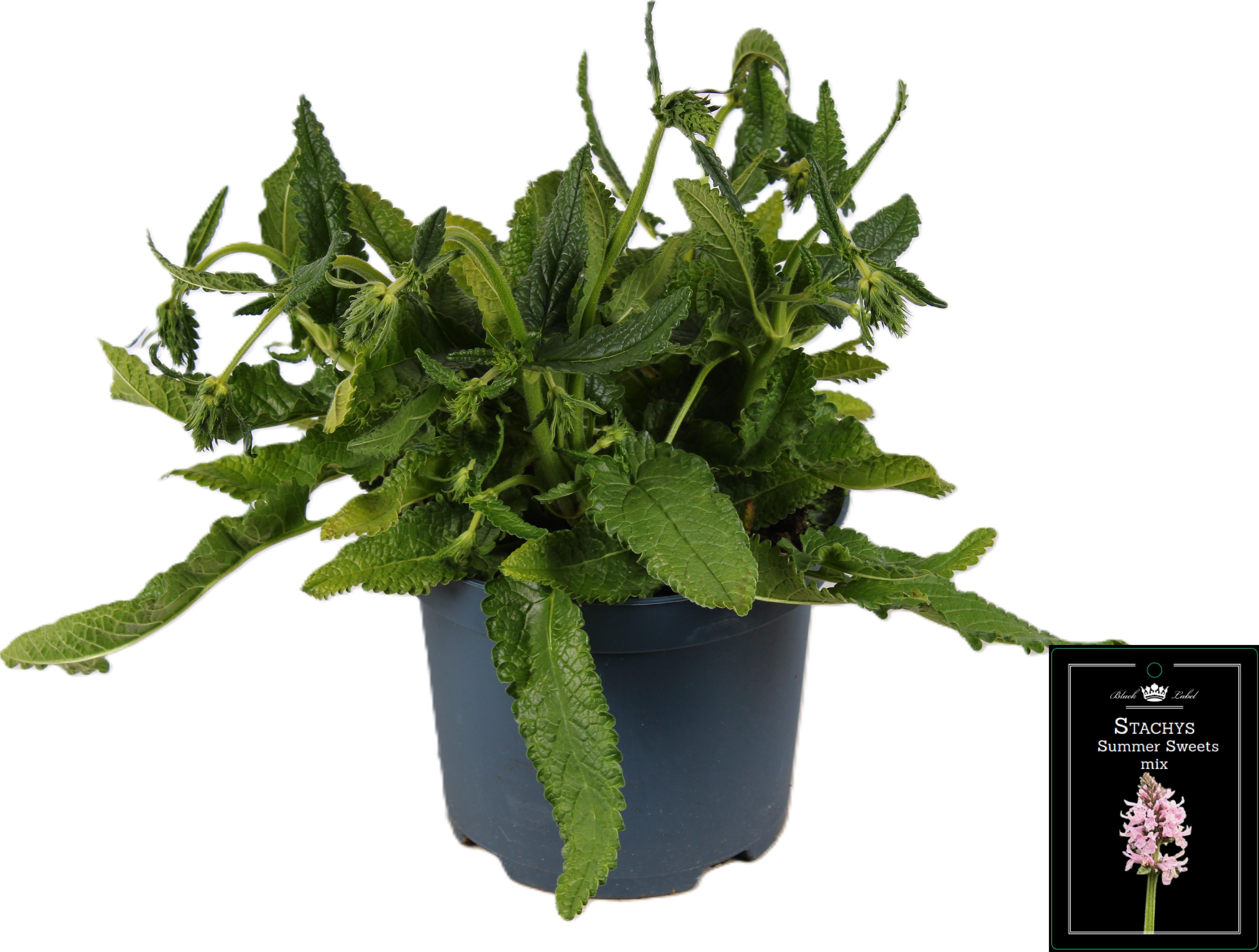 Picture of Stachys Summer Sweets