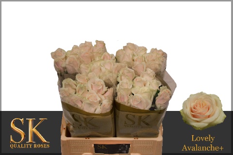 R Gr Lovely Avalanc+
