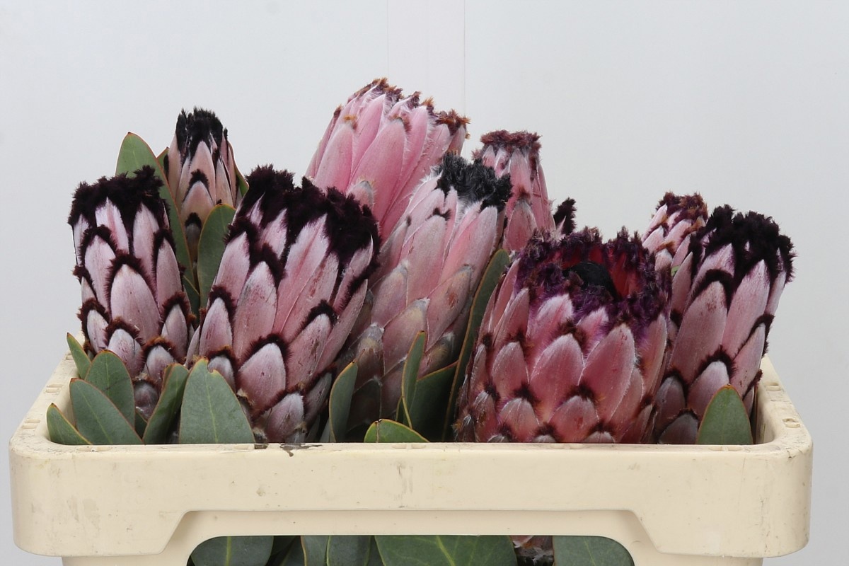 Protea Magni Didi 50cm