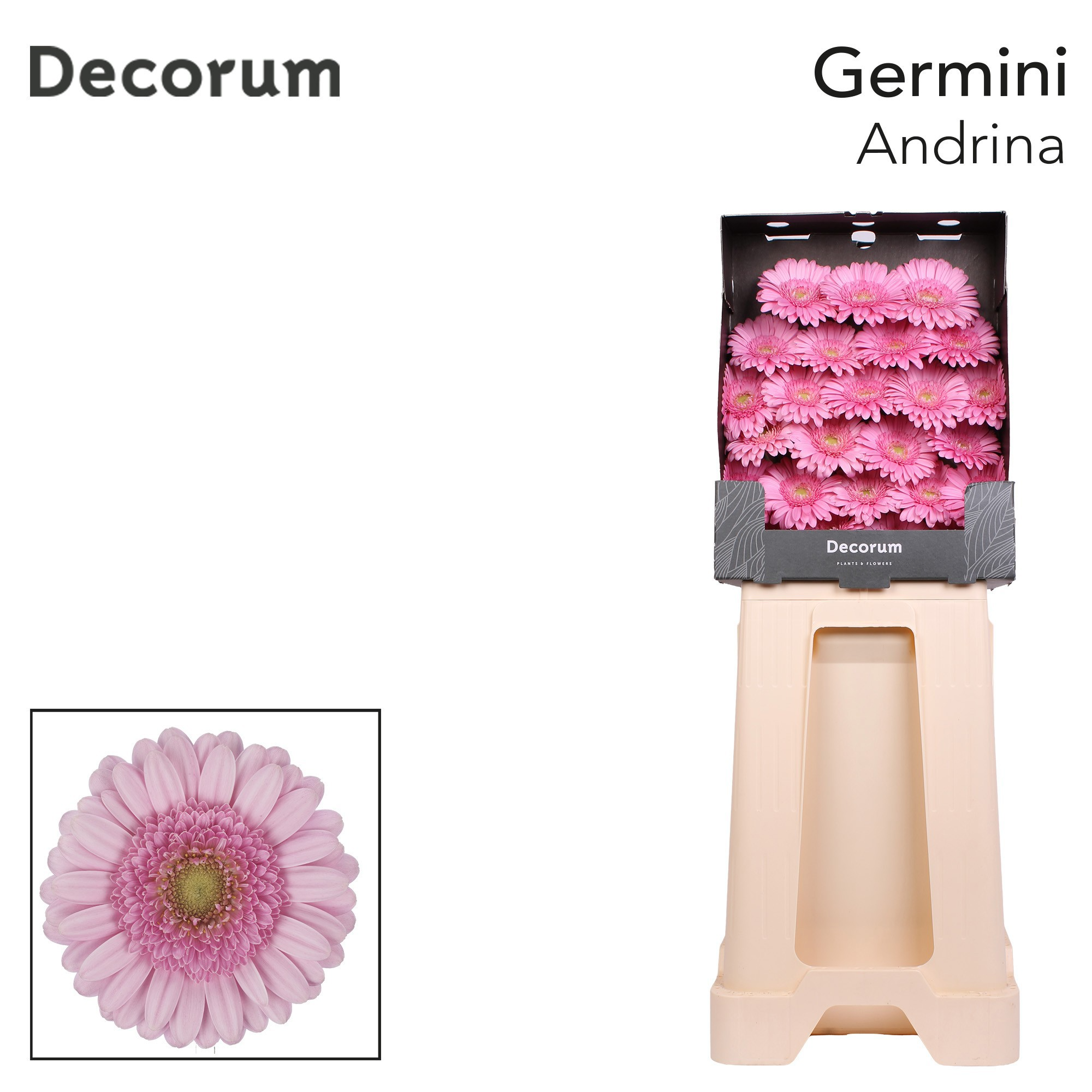 Germini Andrina Diamond