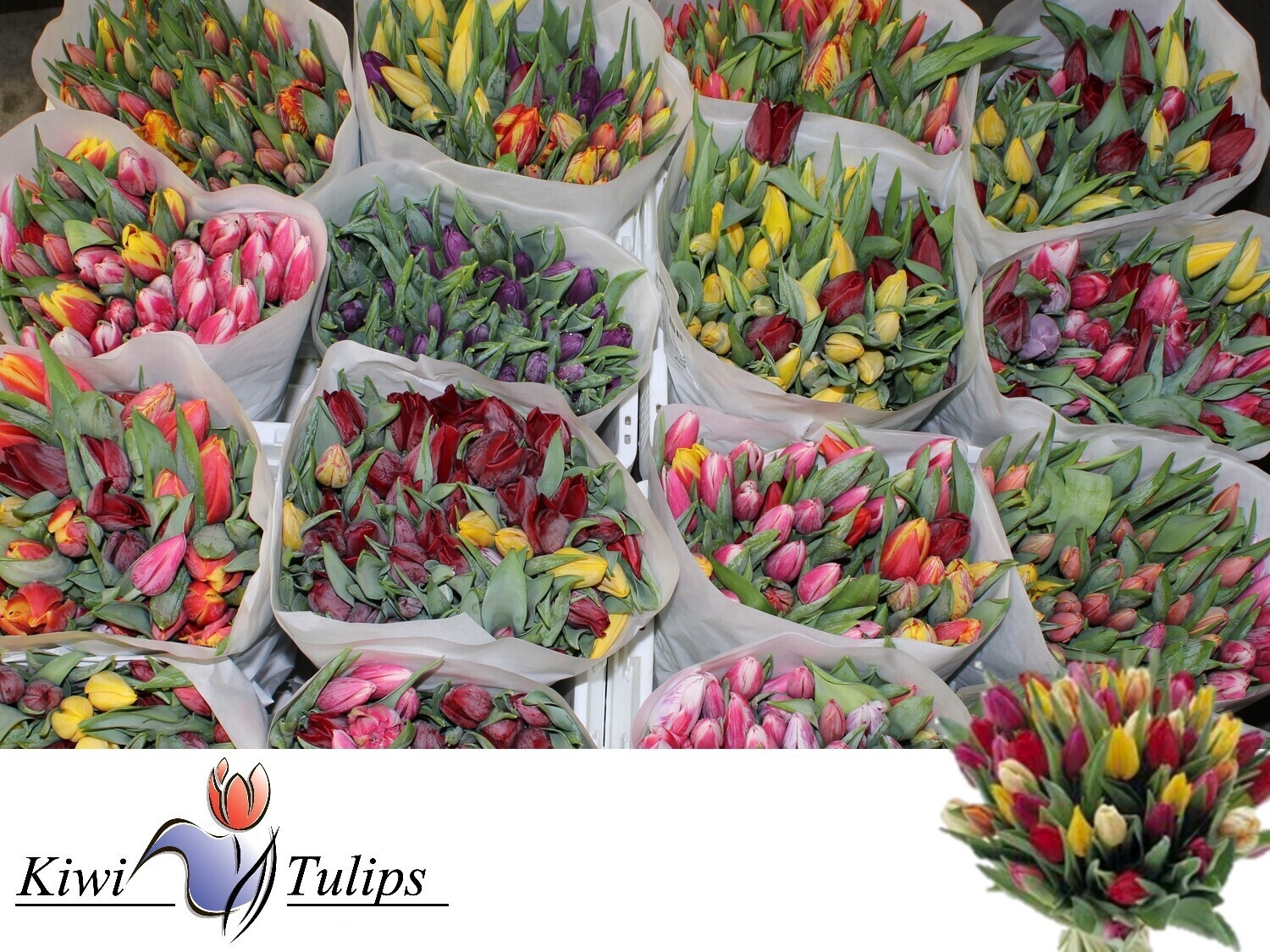 Tulipa Ov 32cm 20gram
