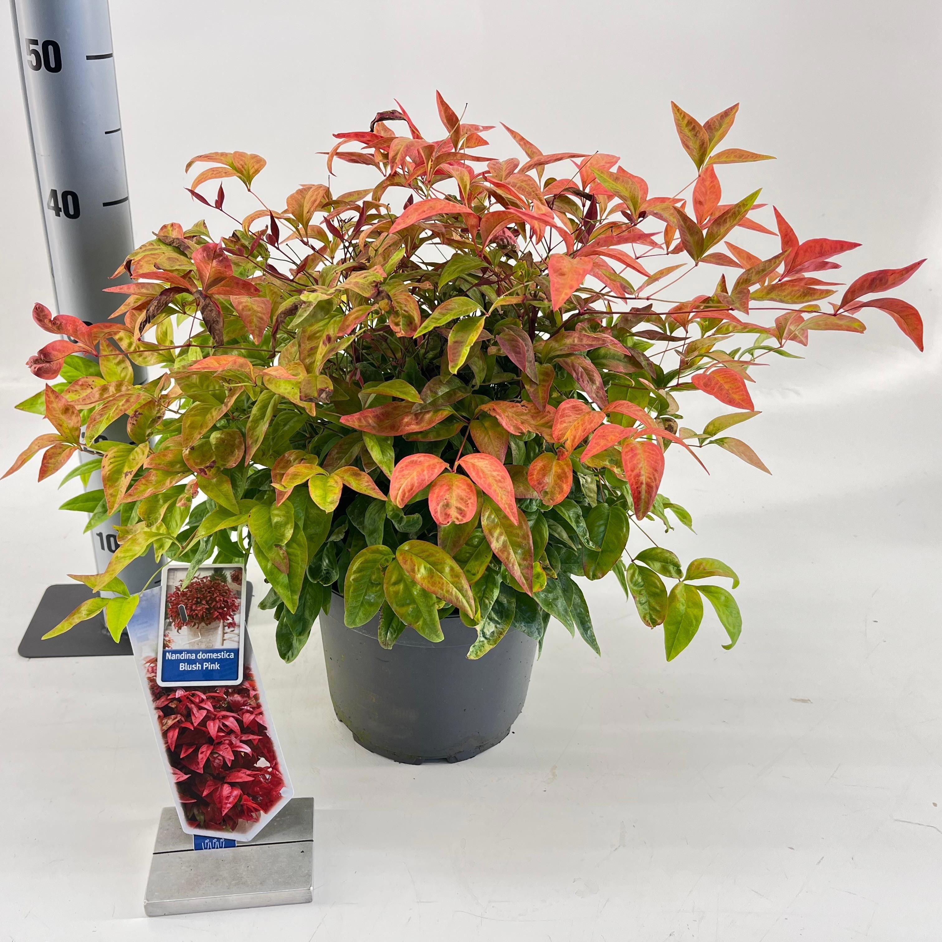 Picture of Nandina domestica 'Blush Pink'