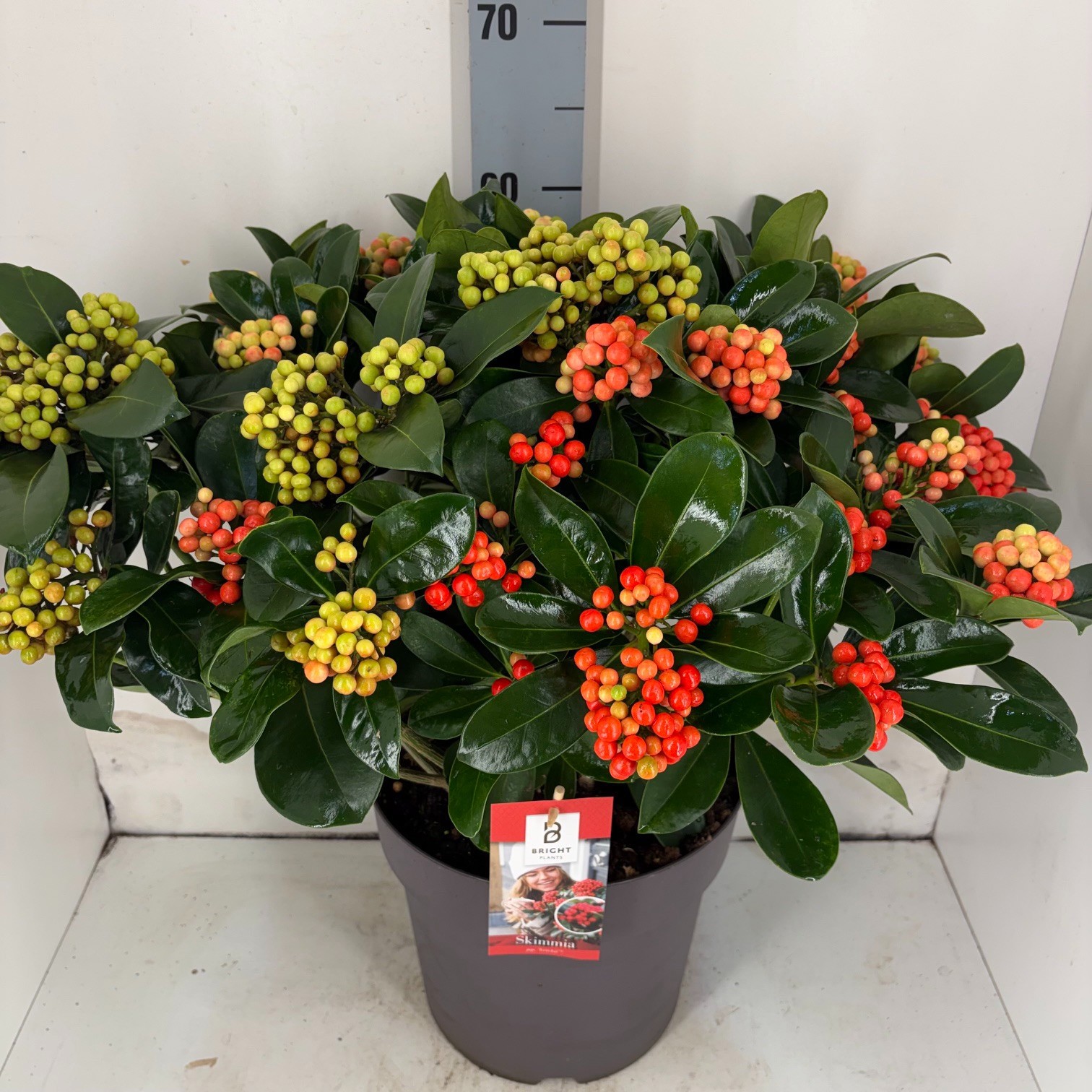 Skimmia Veitchii 30+ tros