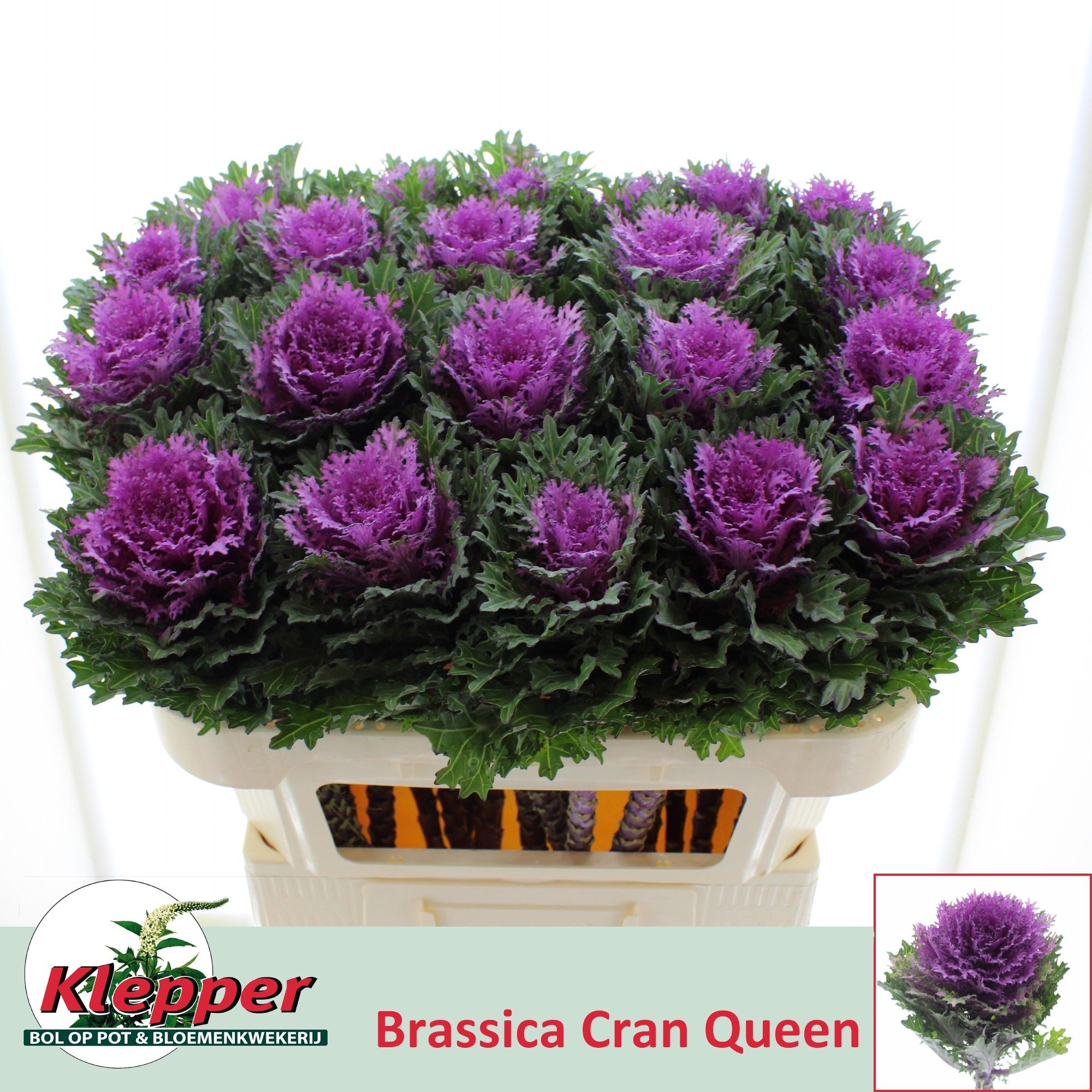 Brassica Crane Queen 70cm